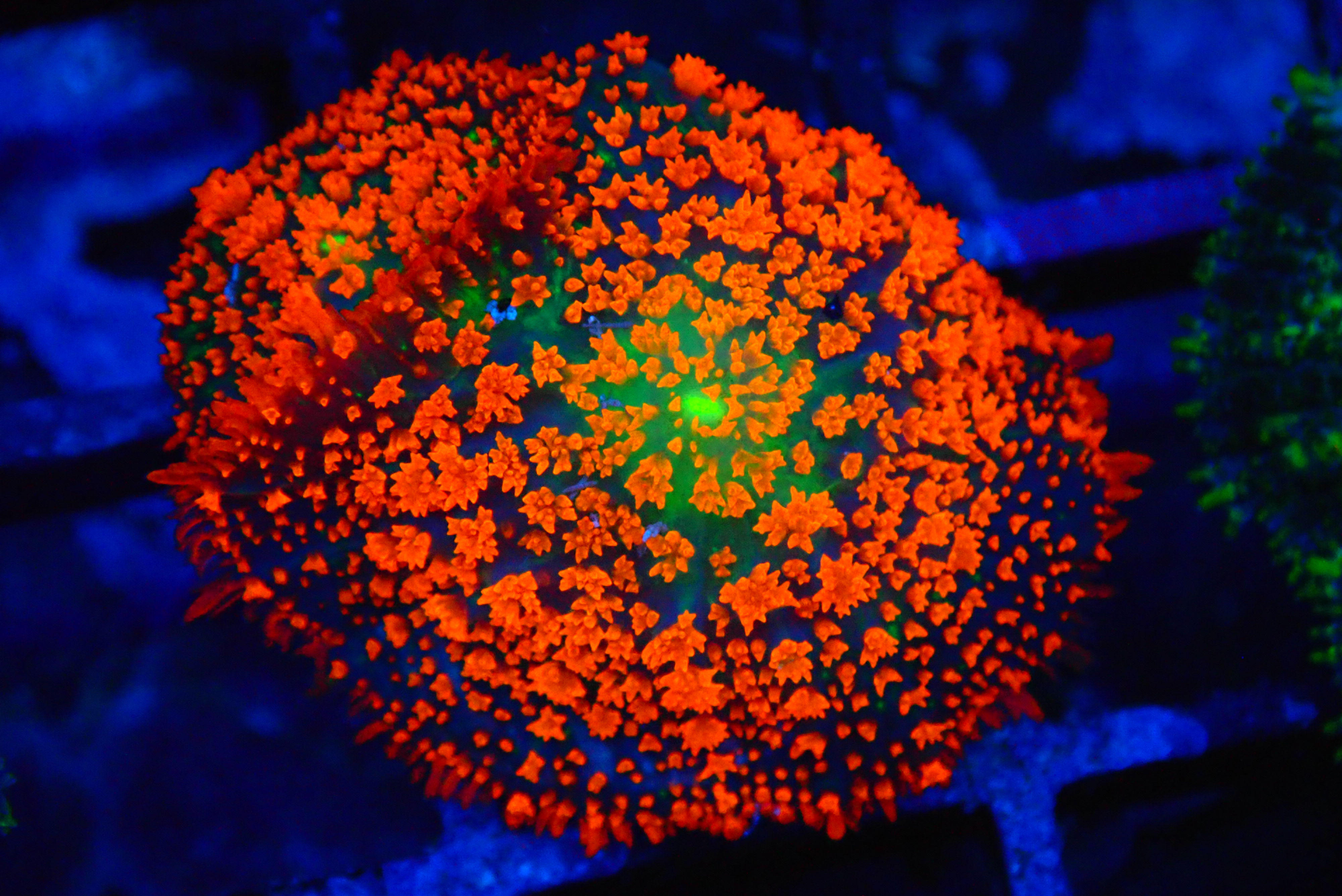 PRIVATE SALE MARA 5-25-25