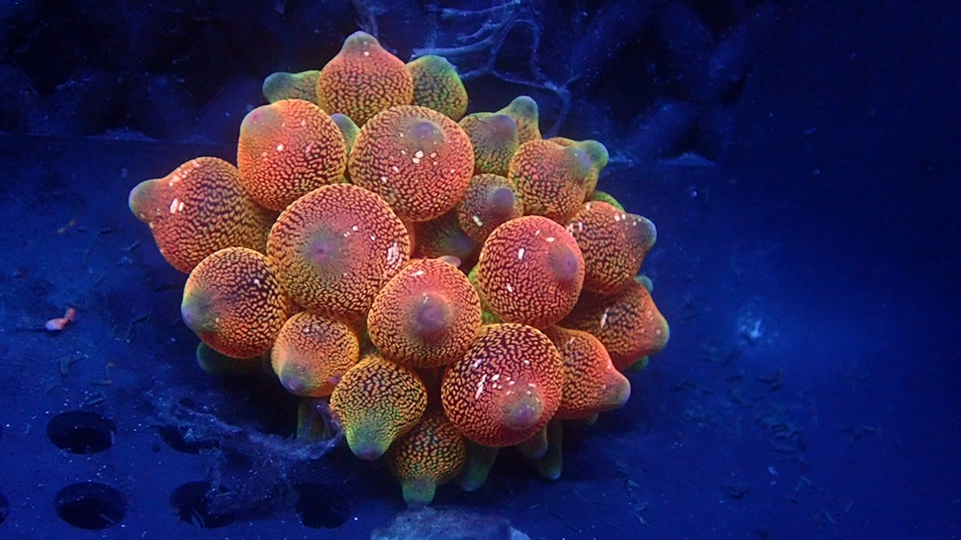 PRIVATE SALE ADRIAN MIL 10-31-25