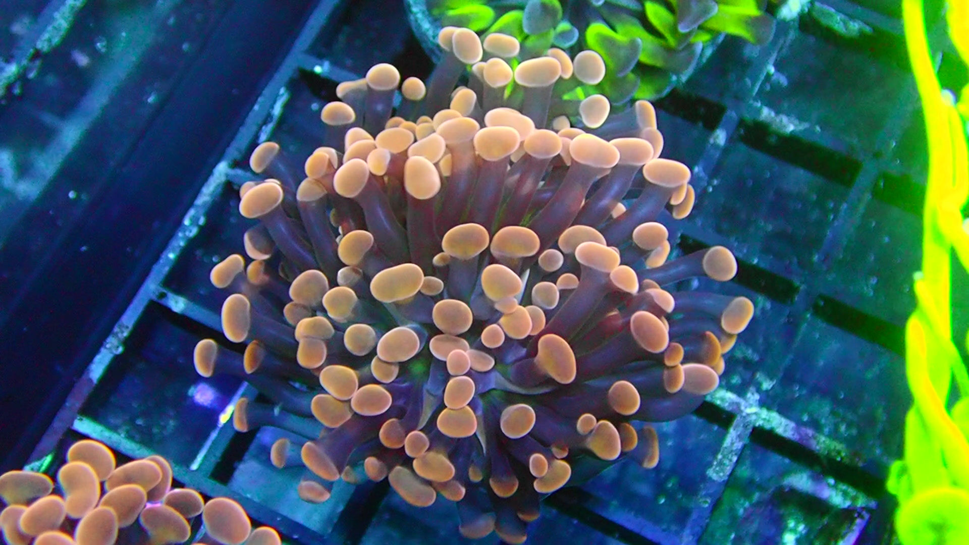 PRIVATE SALE STANLEY C