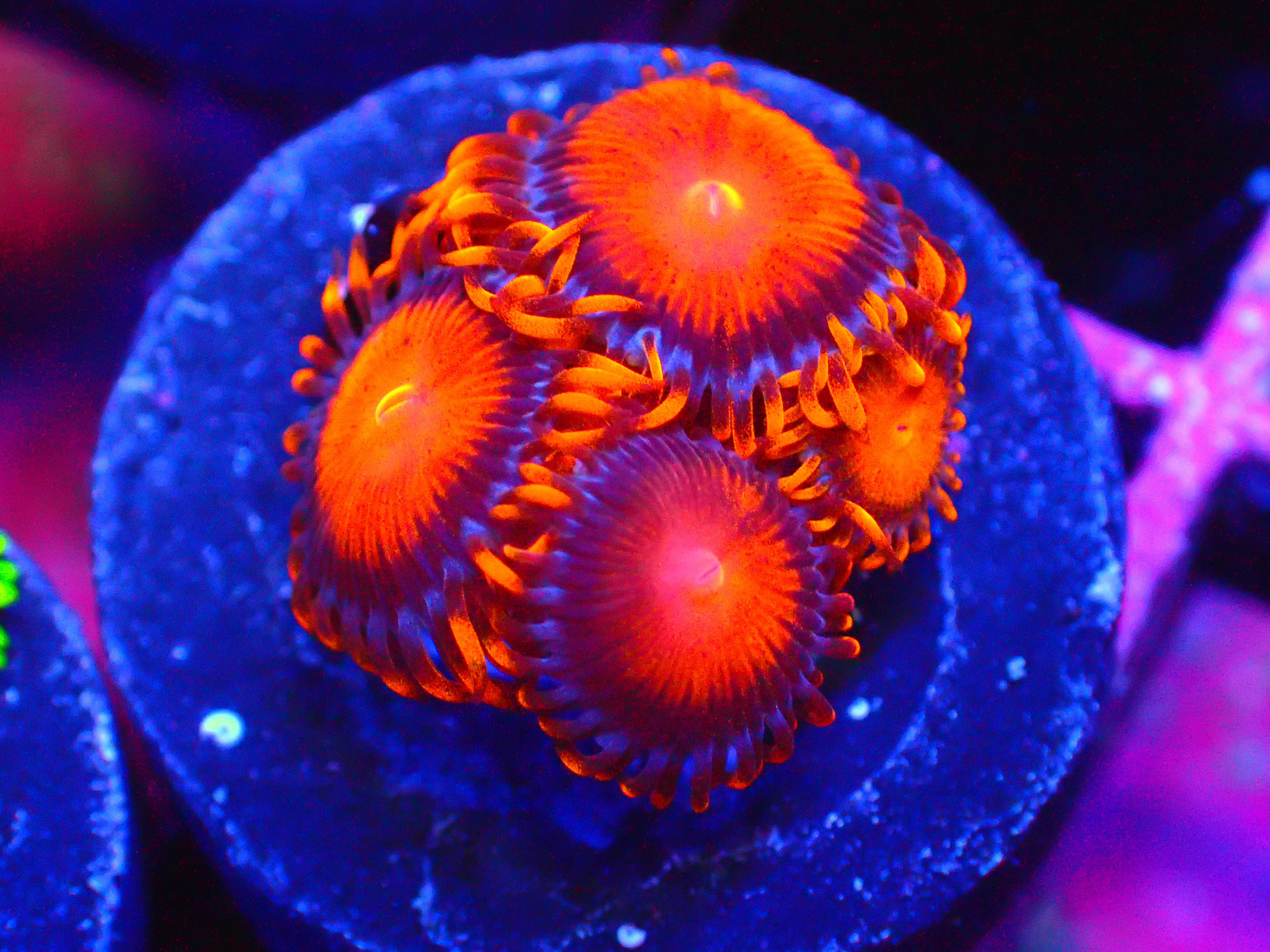 ORANGE BAM BAMS - WYSIWYG