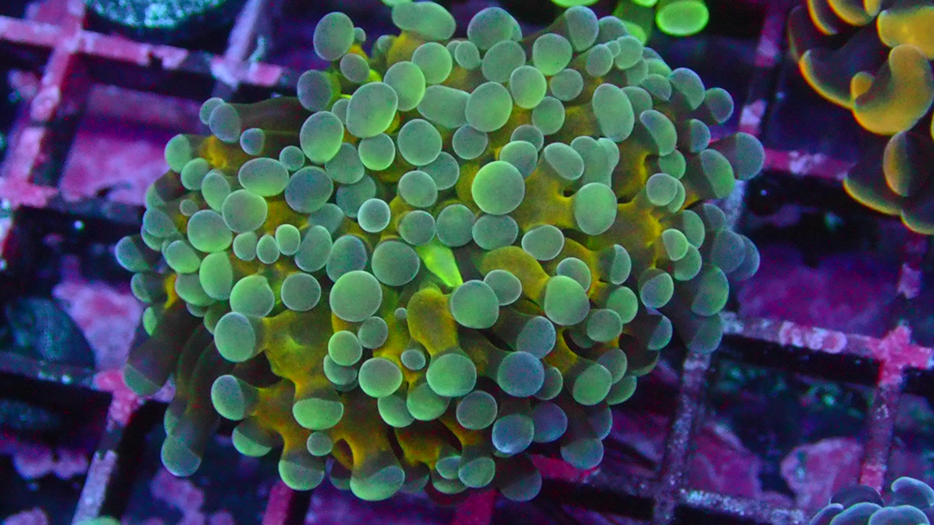 PRIVATE SALE EMILIO 9-5-25