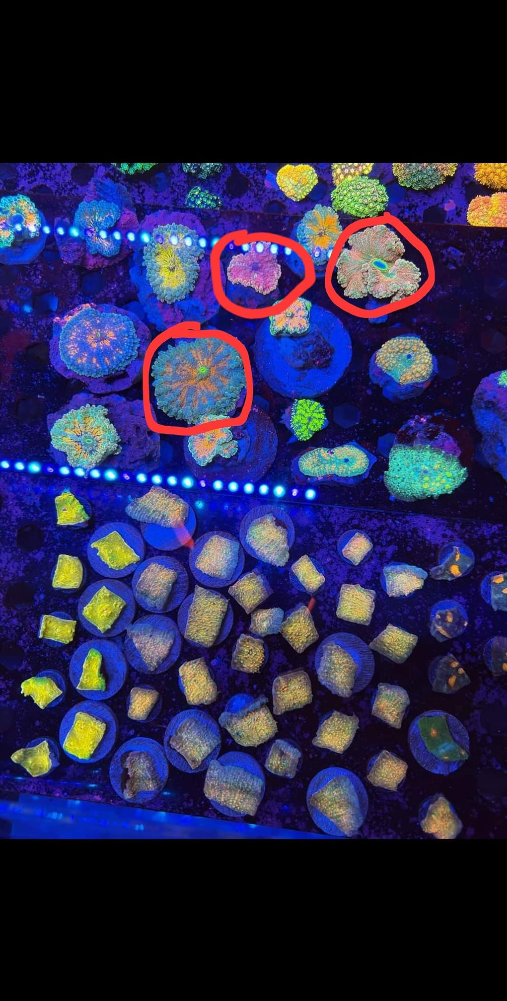 WHO MIKE JONES ADD ON ELITE 10-17