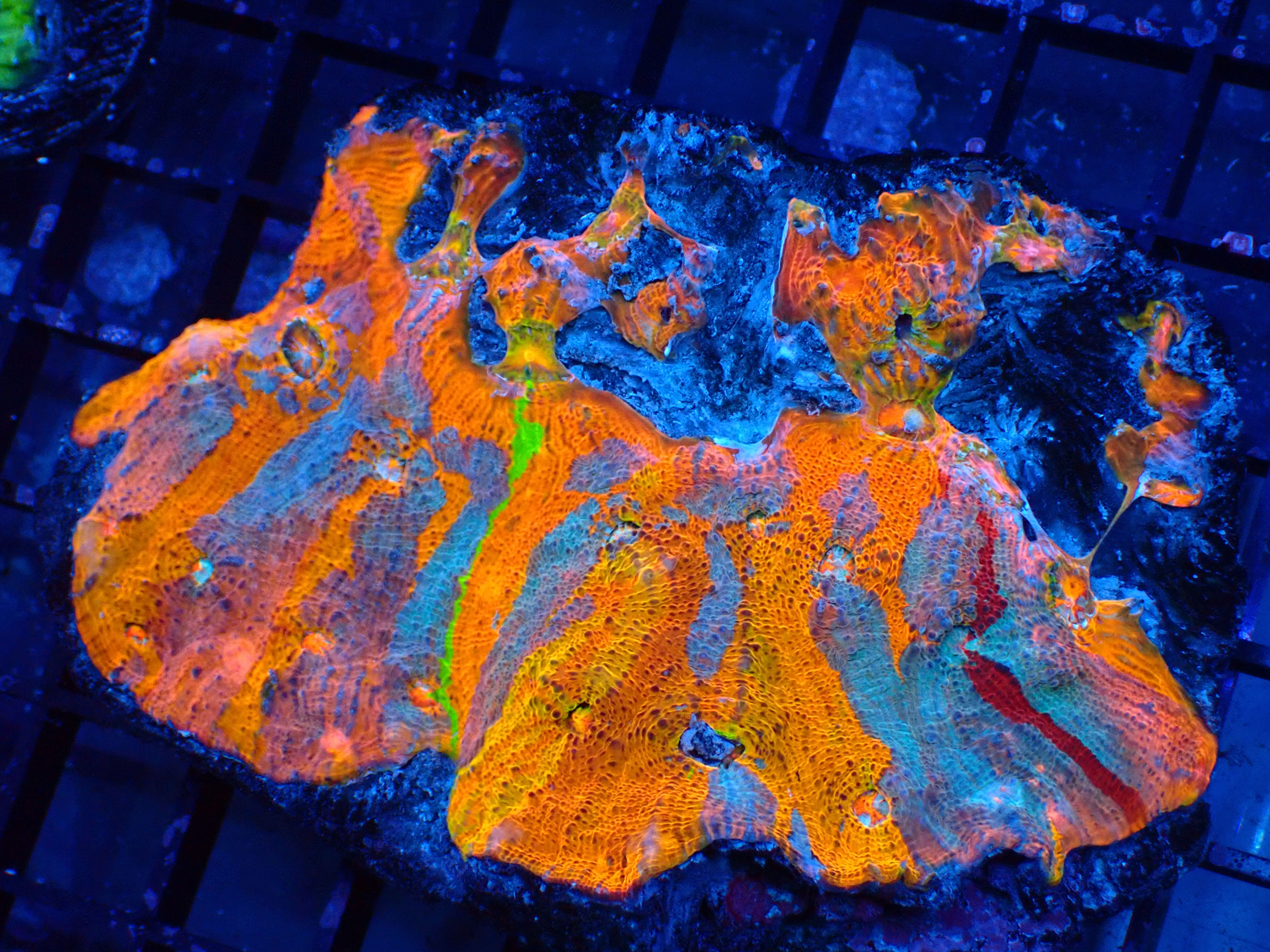 PRIVATE SALE TRAVIS GAVE HAPPYSREEF 11-16-25