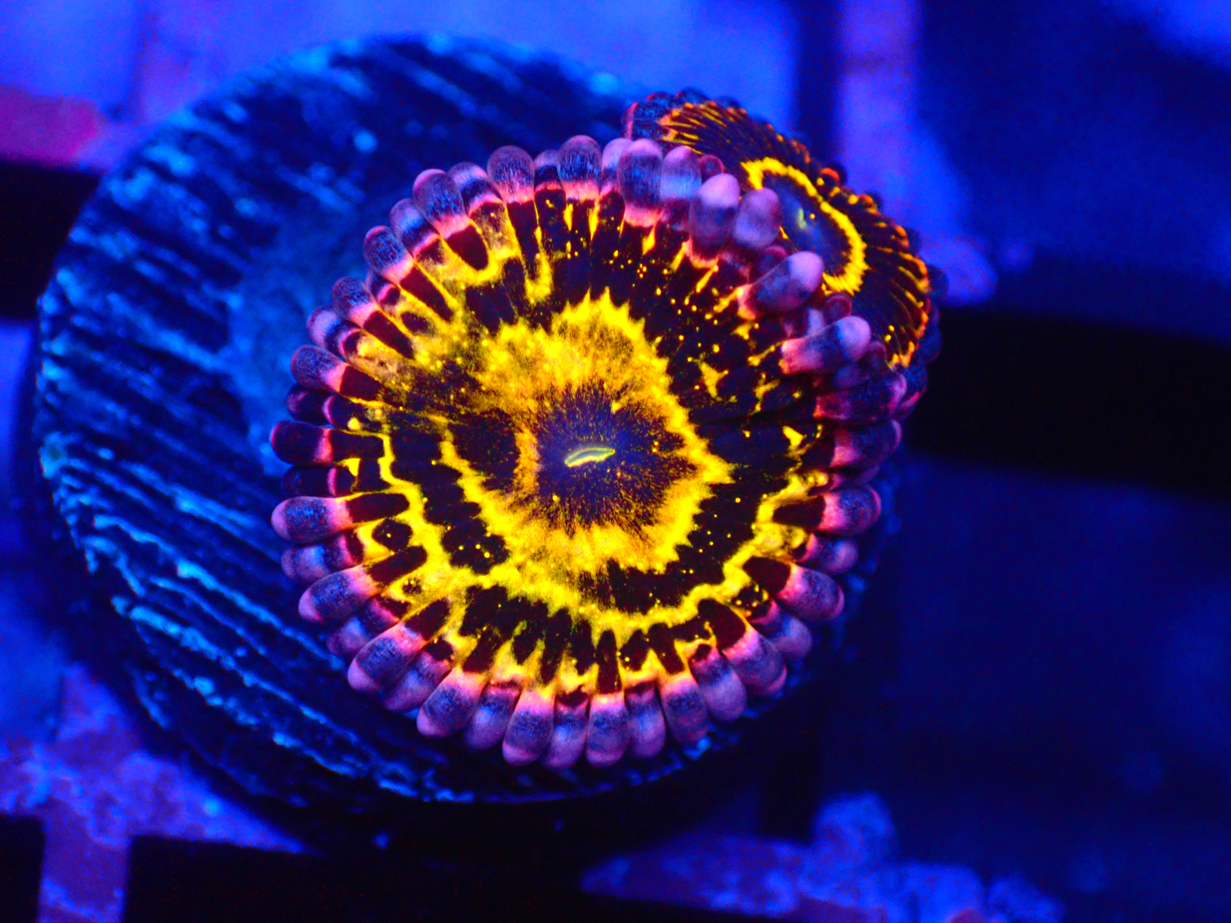 PRIVATE SALE JOSE TREV 11-28-25