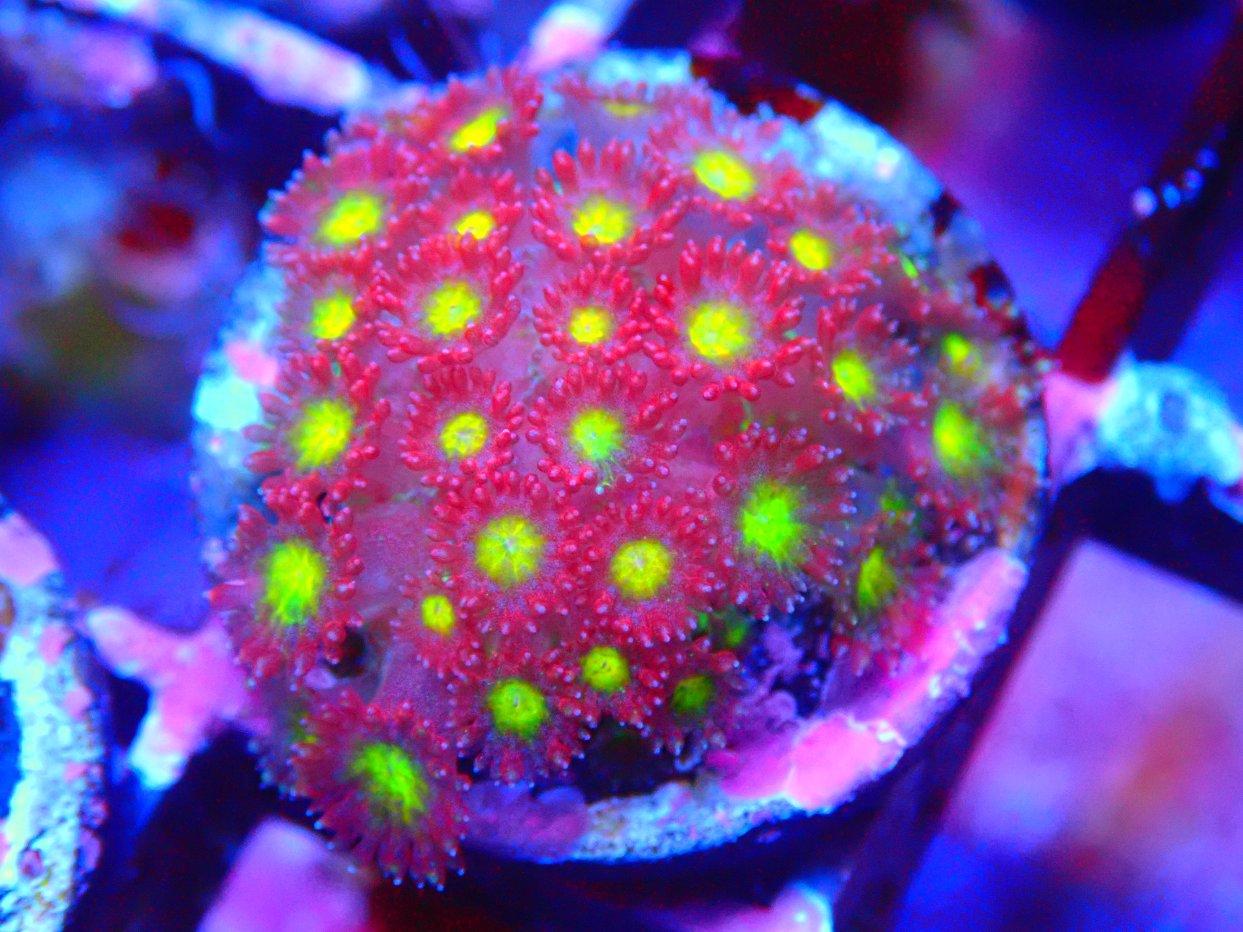 420 CLUB GONI PACK CONTEST