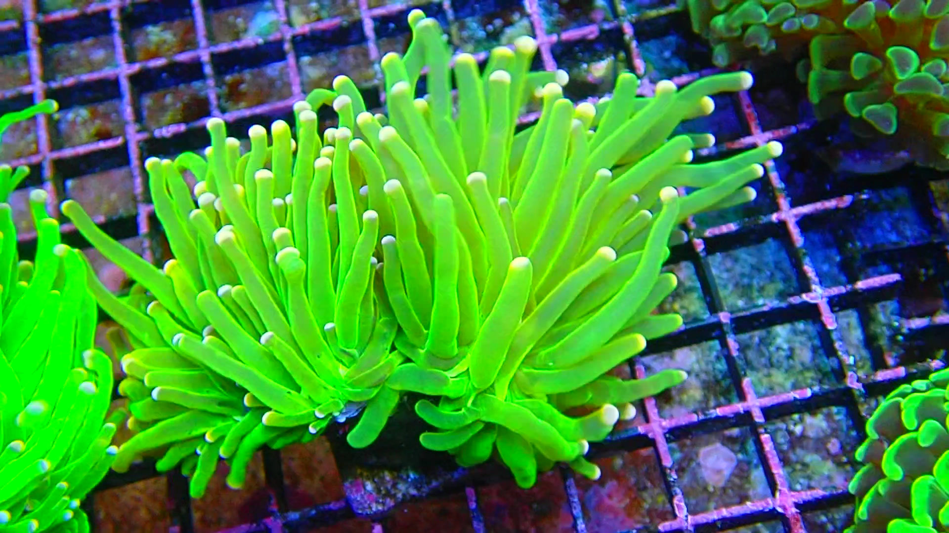 FACEBOOK LOUNGE 2 HEAD TORCH CONTEST