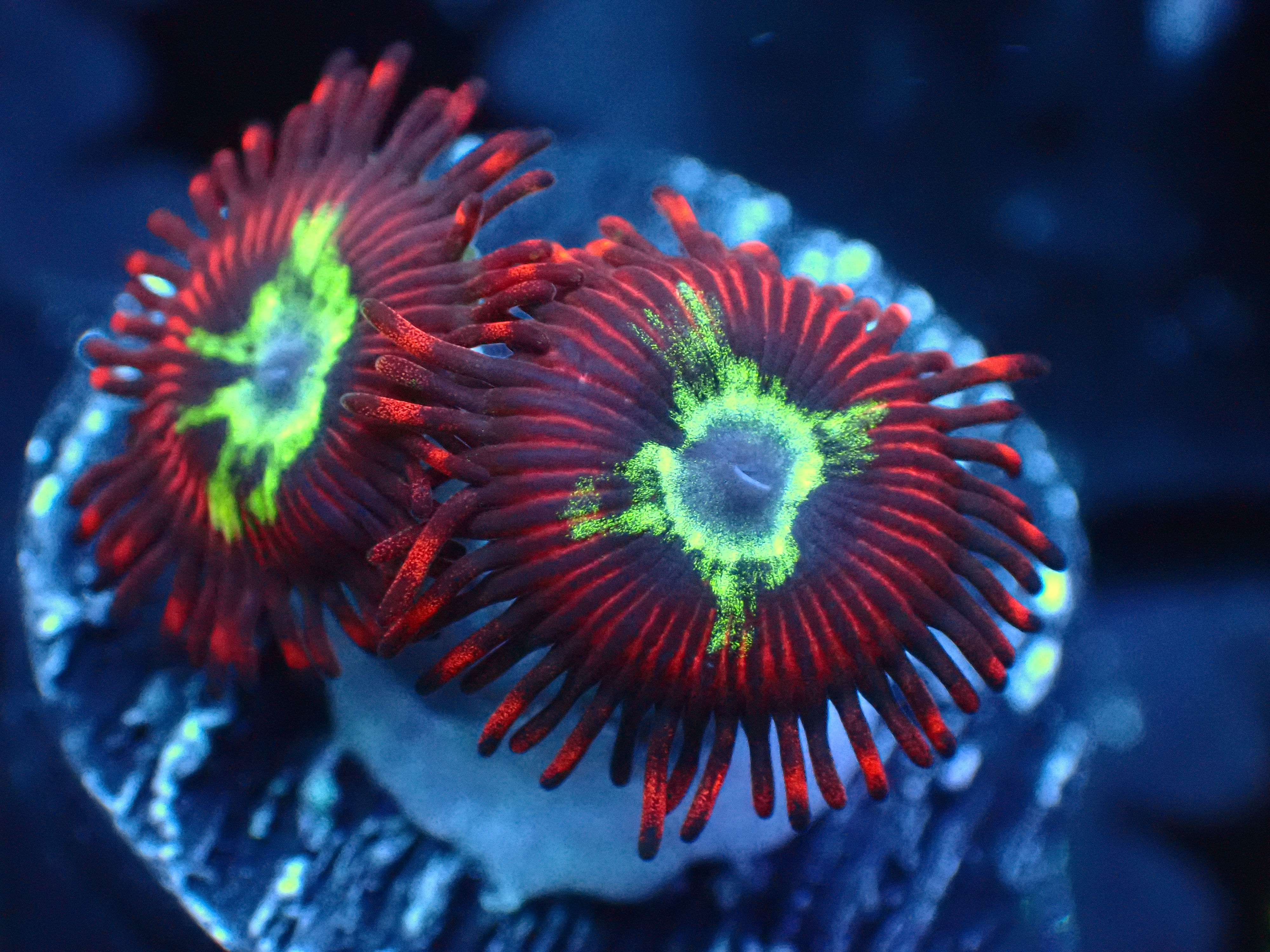 PRIVATE SALE PAUL GAVE CHARLIE P 9-12-25