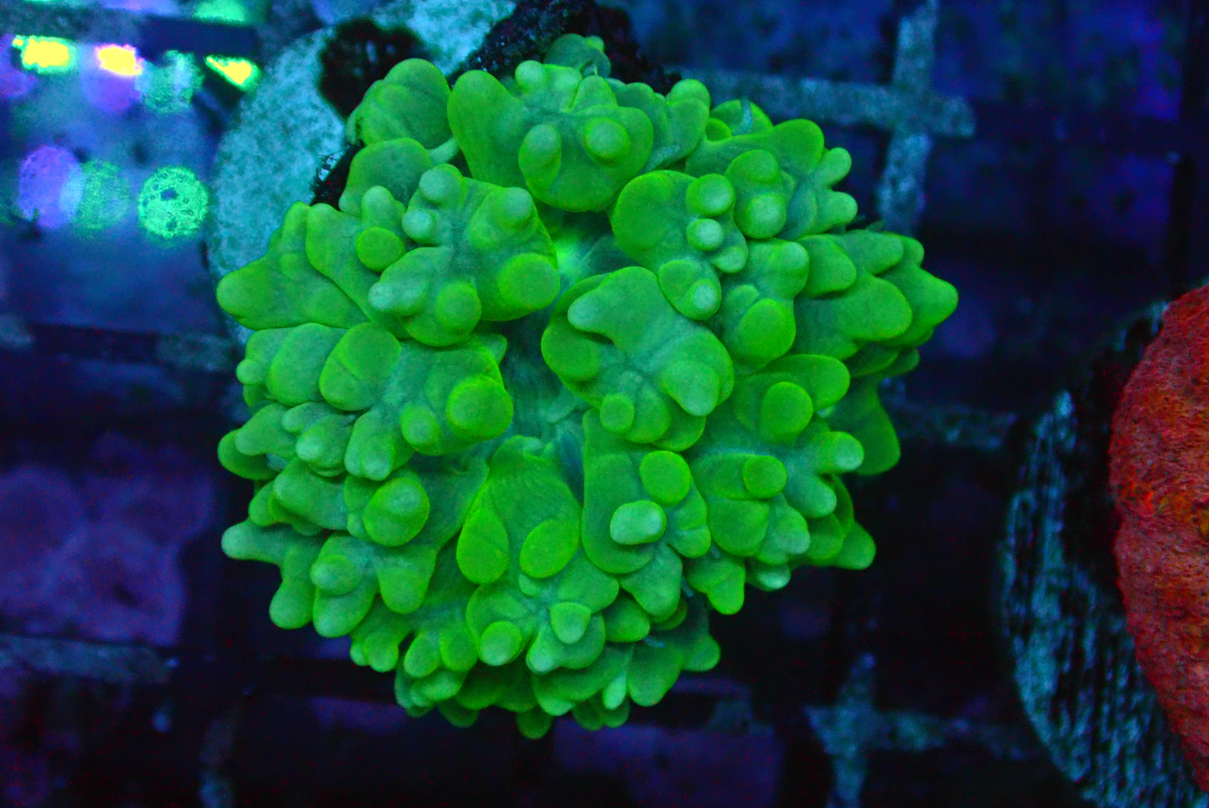 PRIVATE SALE GHOST G