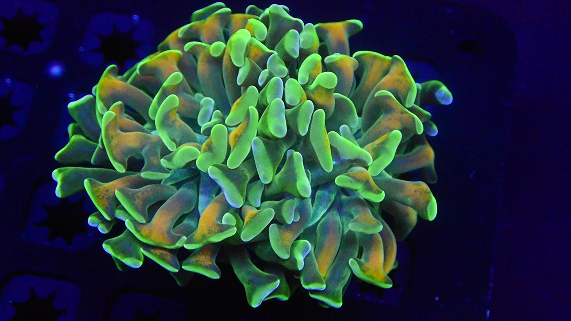 PRIVATE SALE BRANDON SAL 12-21-25