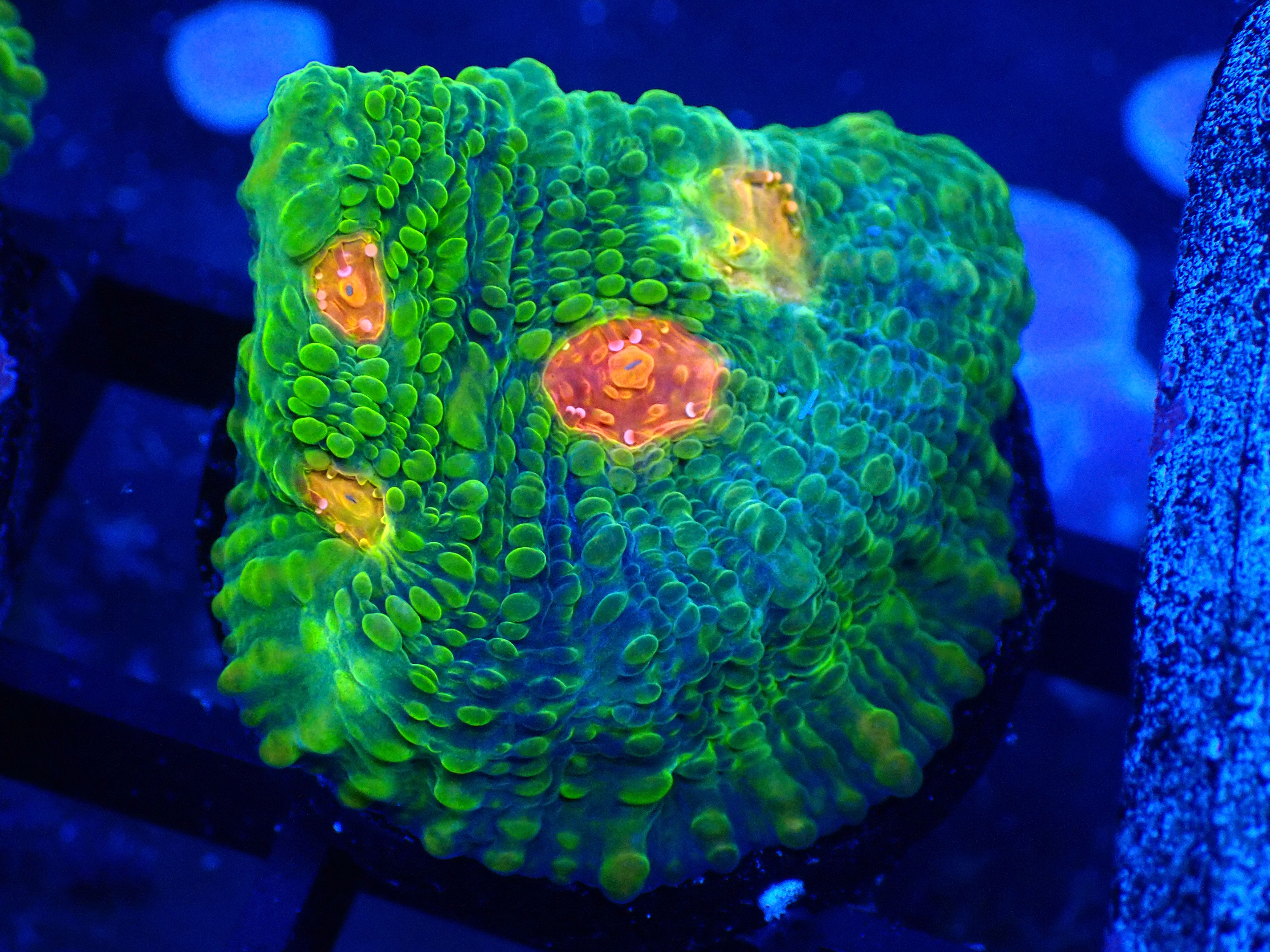 PRIVATE SALE TIM EIR 8-22-25