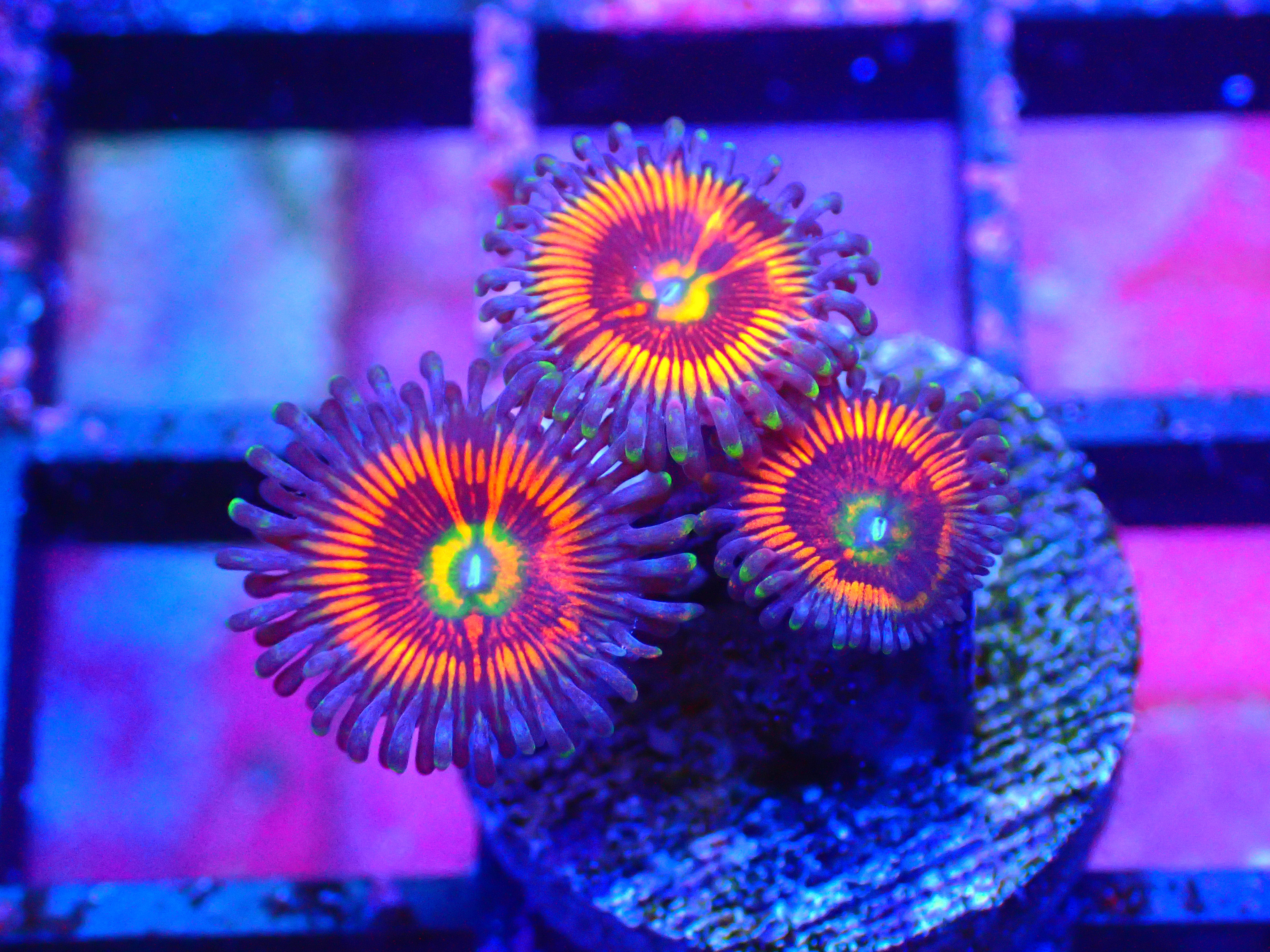 PINK GOBSTOPPER - WYSIWYG