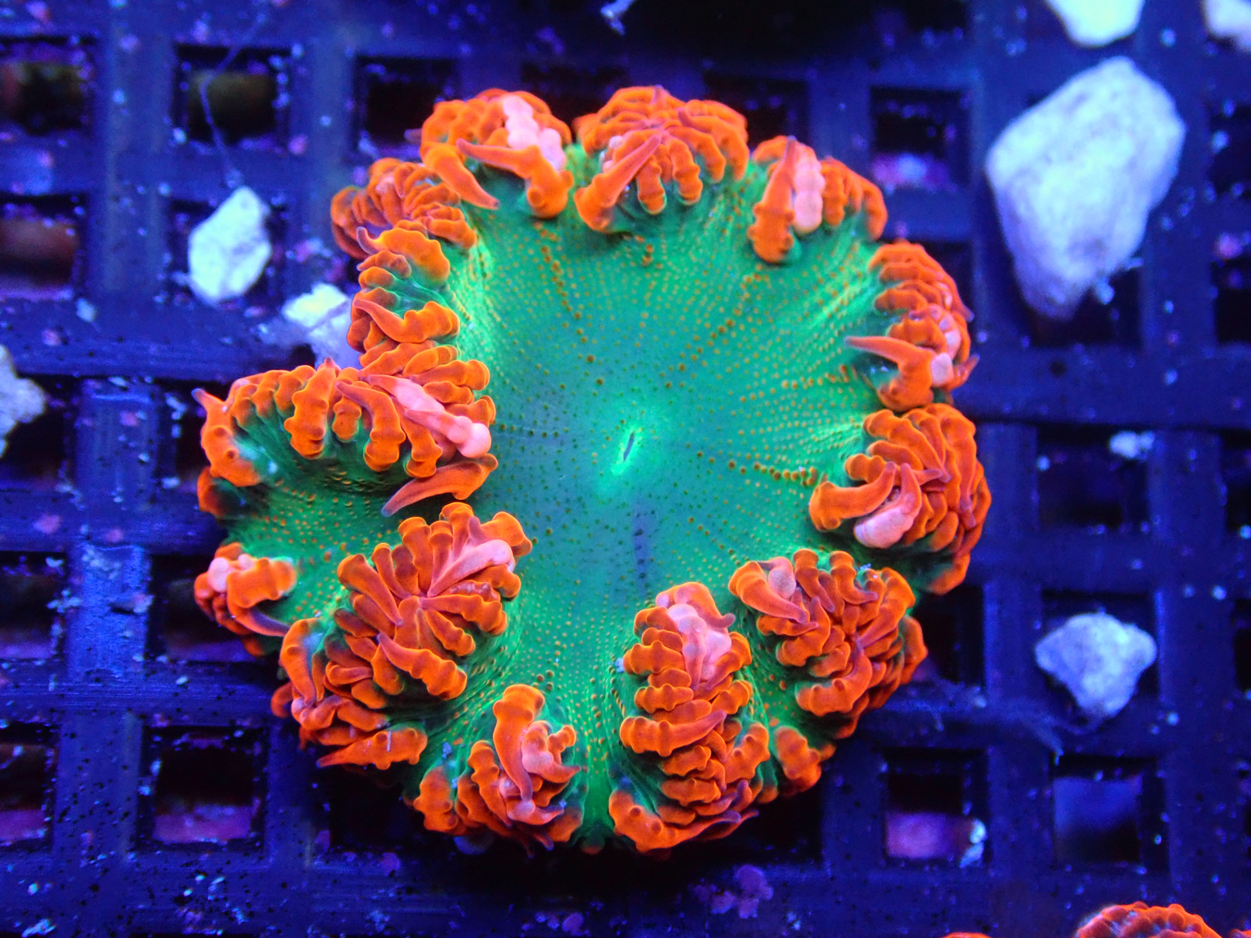 GRINCH FLOWER - WYSIWYG