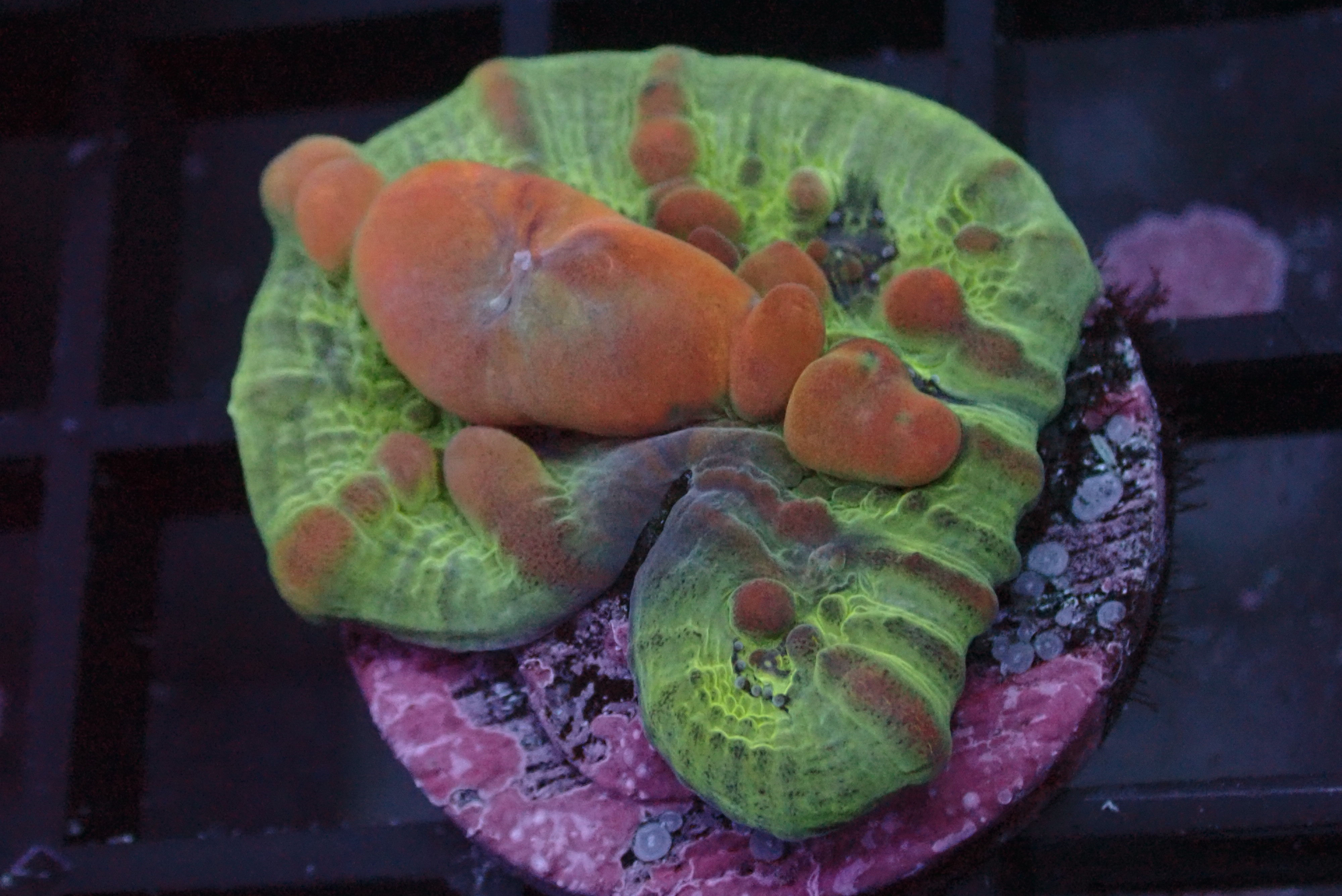 🌌💫 COSMIC BOUNCE CHALICE 💫🌌