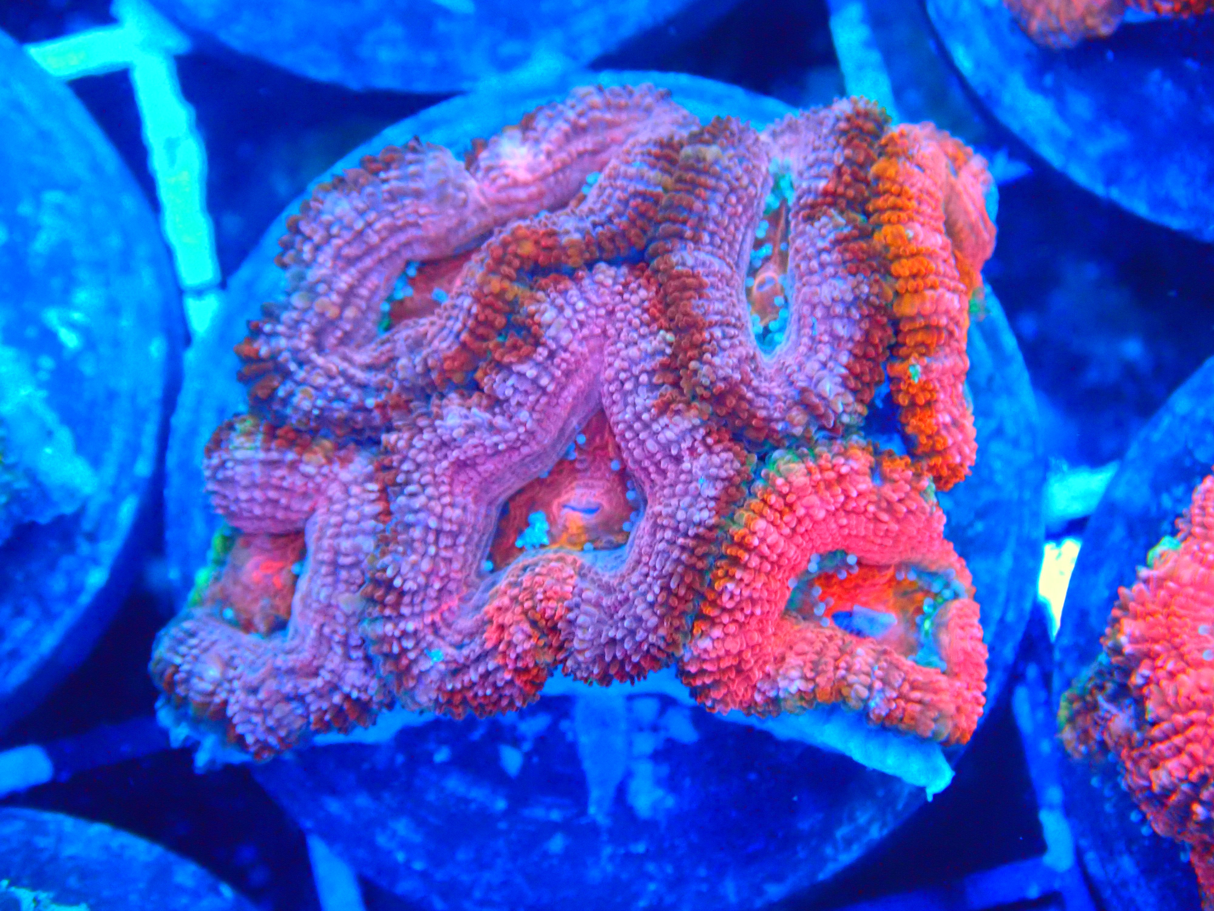 PRIVATE SALE CHASE G