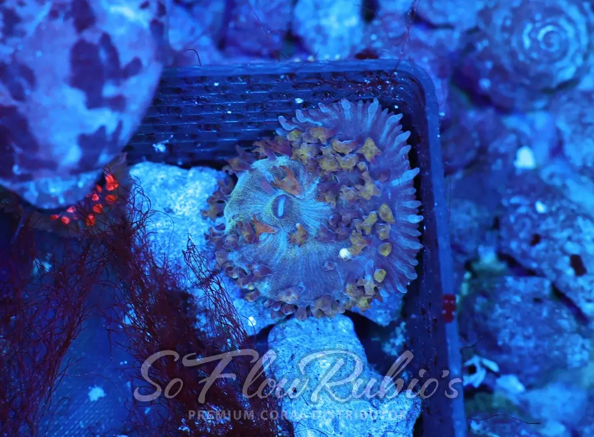 TELLIE ELITE - 2-2-26