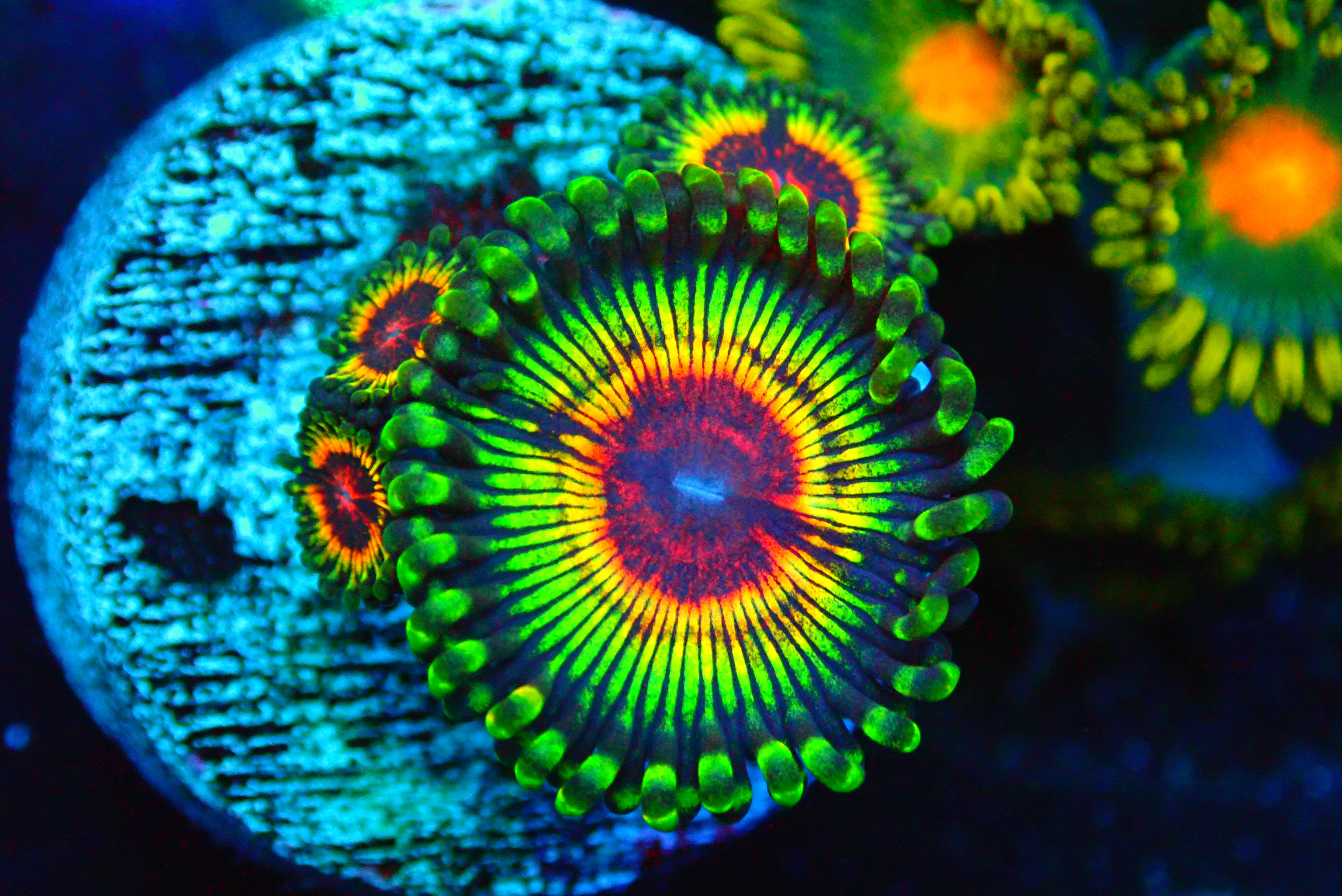 🧟 LITTLE SHOP OF HORROR ZOANTHID 4 POLYP