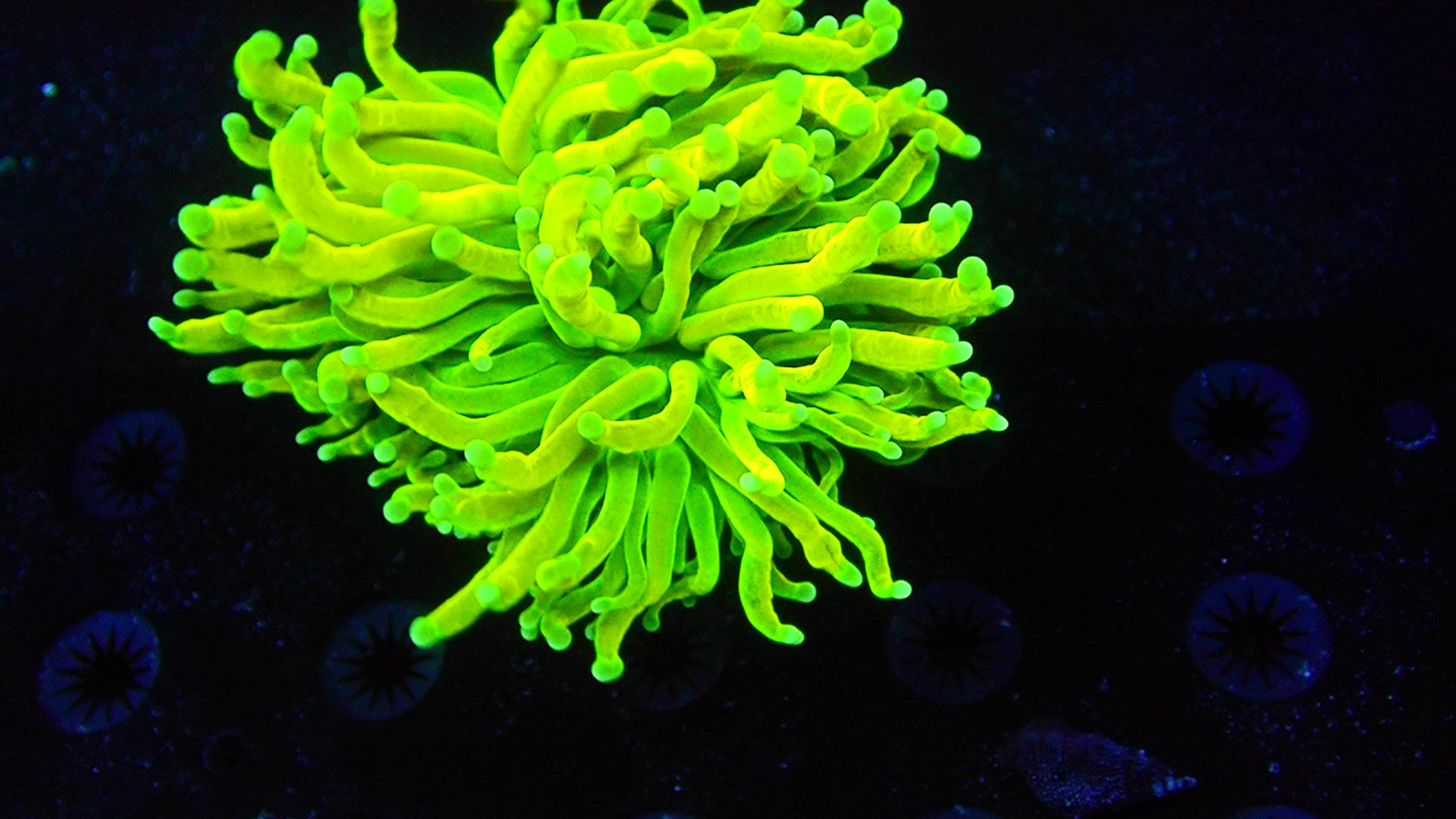 PRIVATE SALE TRAVIS 8-22-25