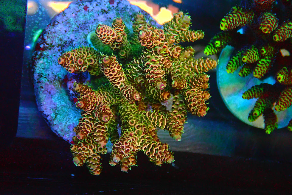 Thumbnail: SUGS ELITE SALE