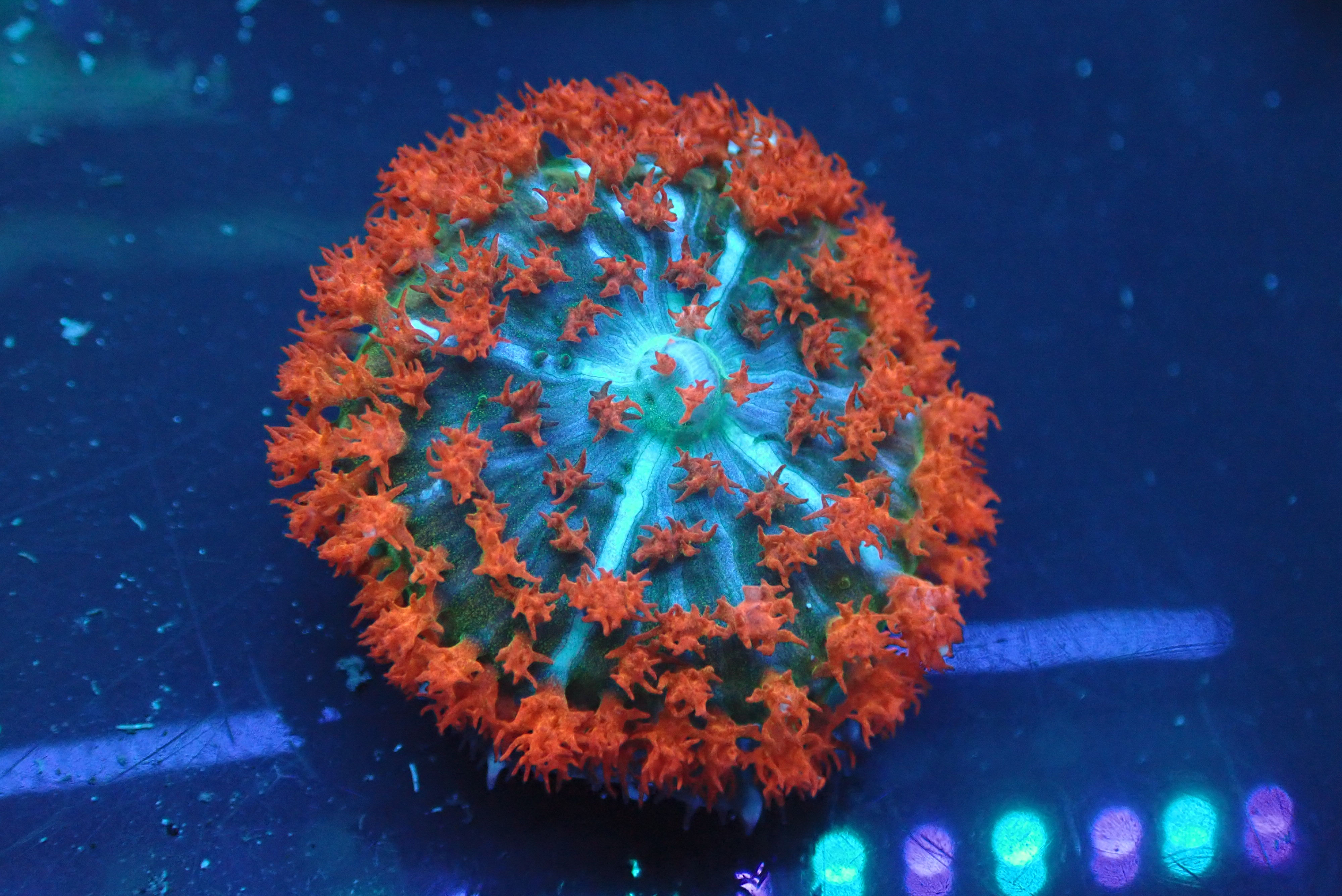 PRIVATE SALE KYLE TEL 9-26-25