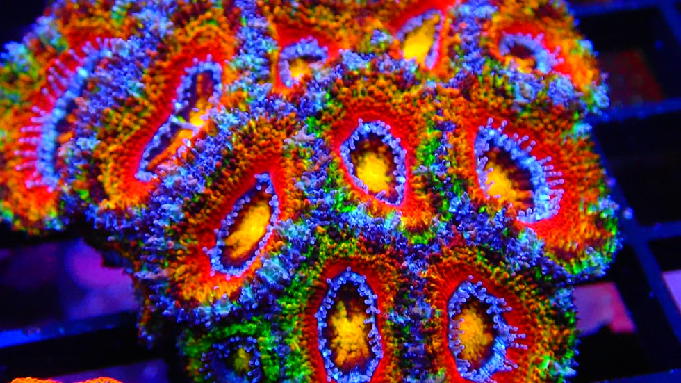 Thumbnail: CIRCUS COOKIES ACAN COLONY - WYSIWYG