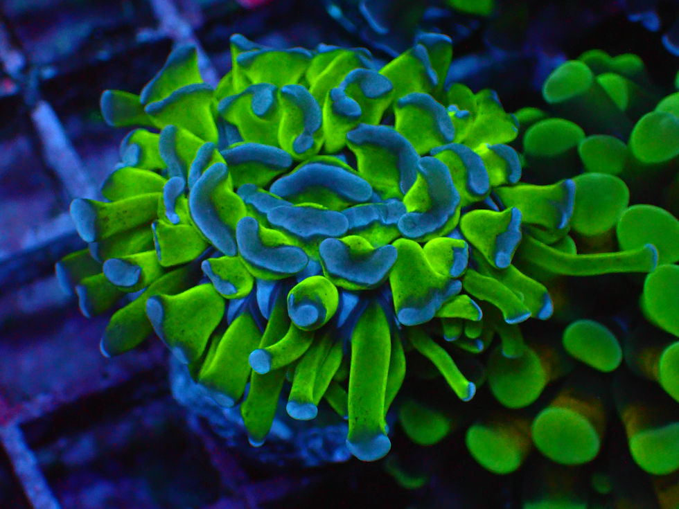 Thumbnail: PRIVATE SALE JONATHAN N 11-15-25