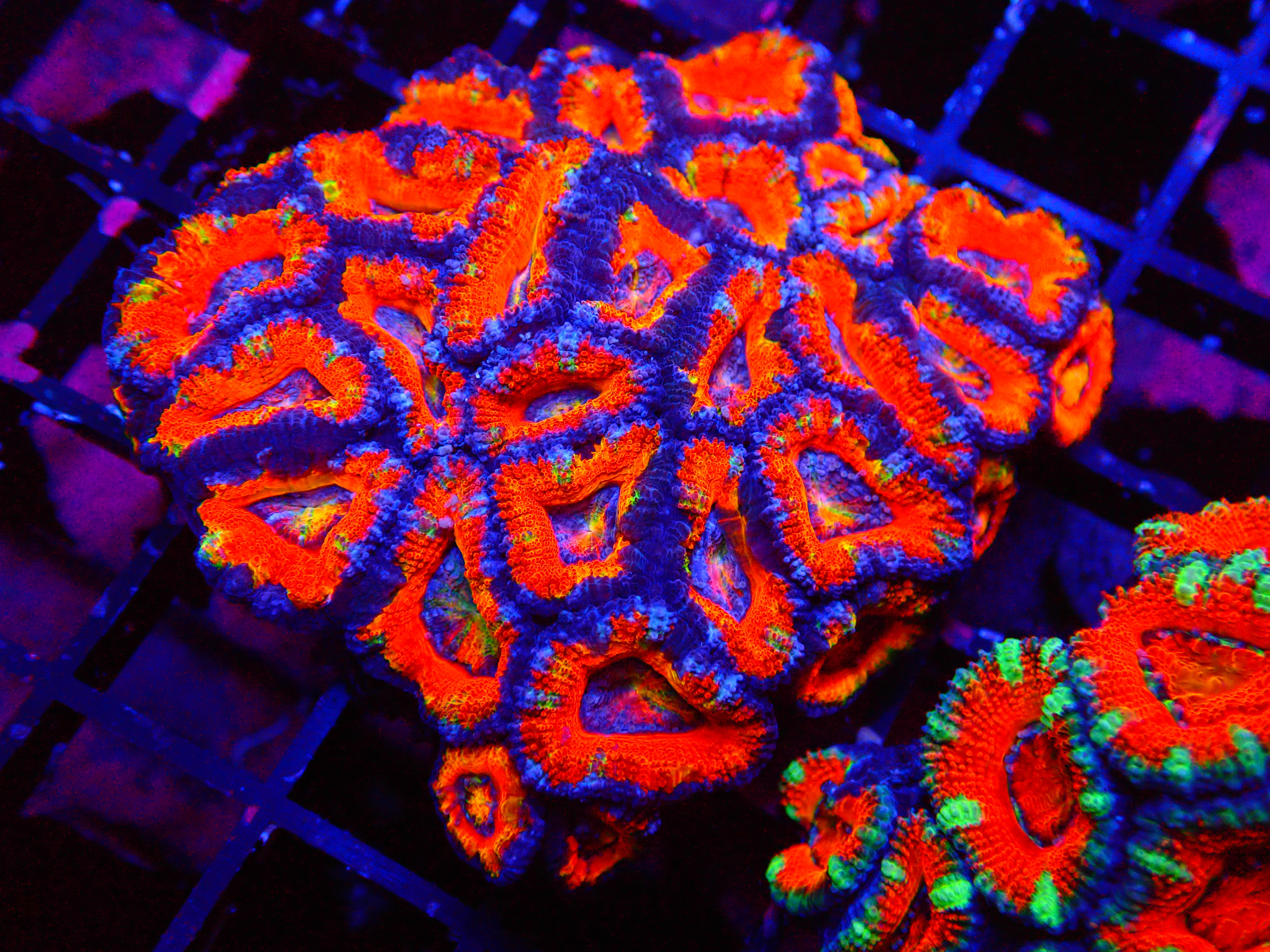 PRIVATE SALE ALLEN S