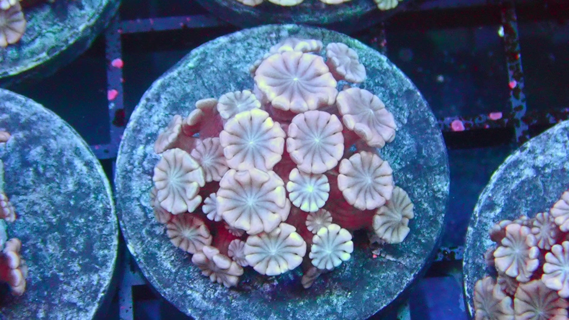 PRIVATE SALE AARON H