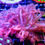 Thumbnail: PINK N PURPLE GONIPORA COLONY - WYSIWYG