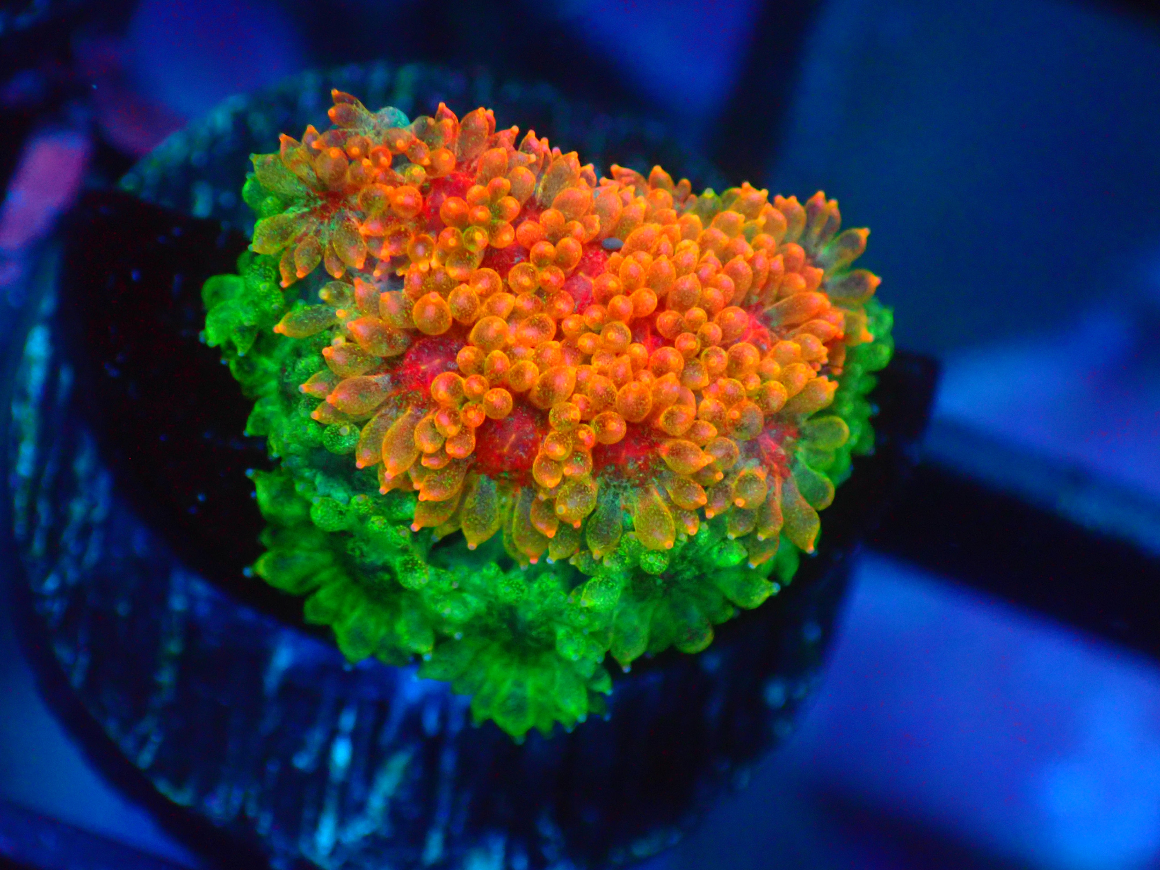 WWE TOUR ERIC C  1-24-26