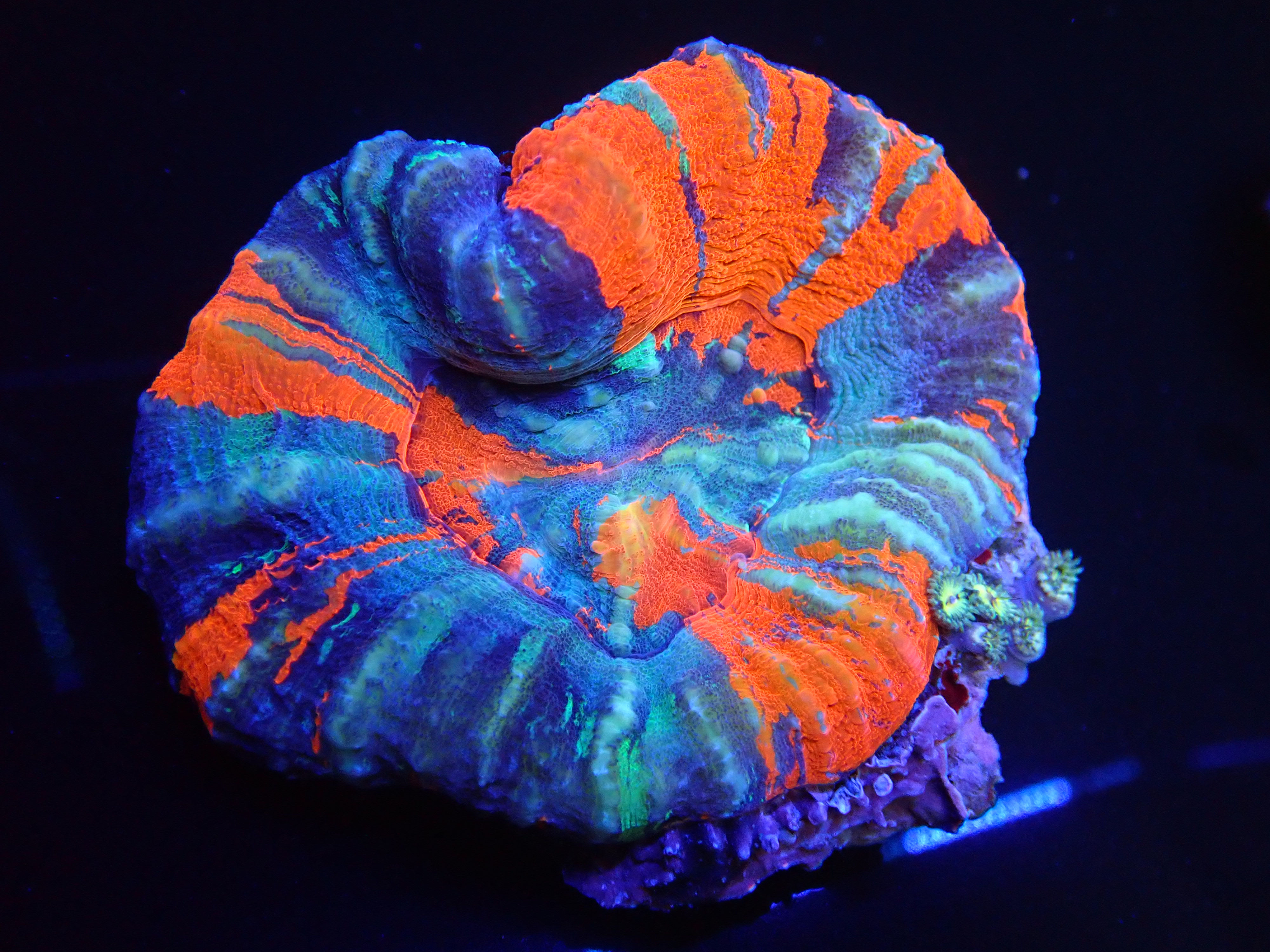 WARPAINT WITH ZOAS FACEBOOK CONTEST