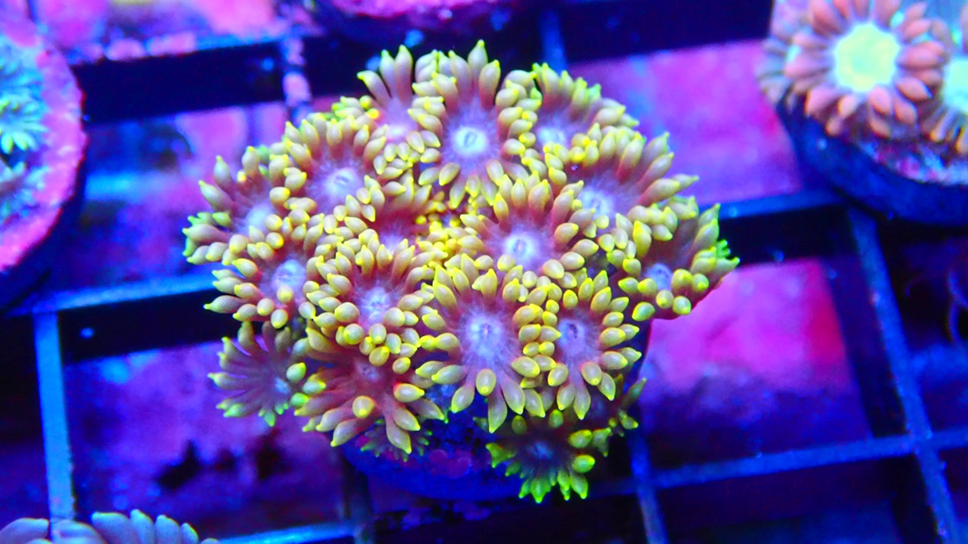 PRIVATE SALE KEVIN K