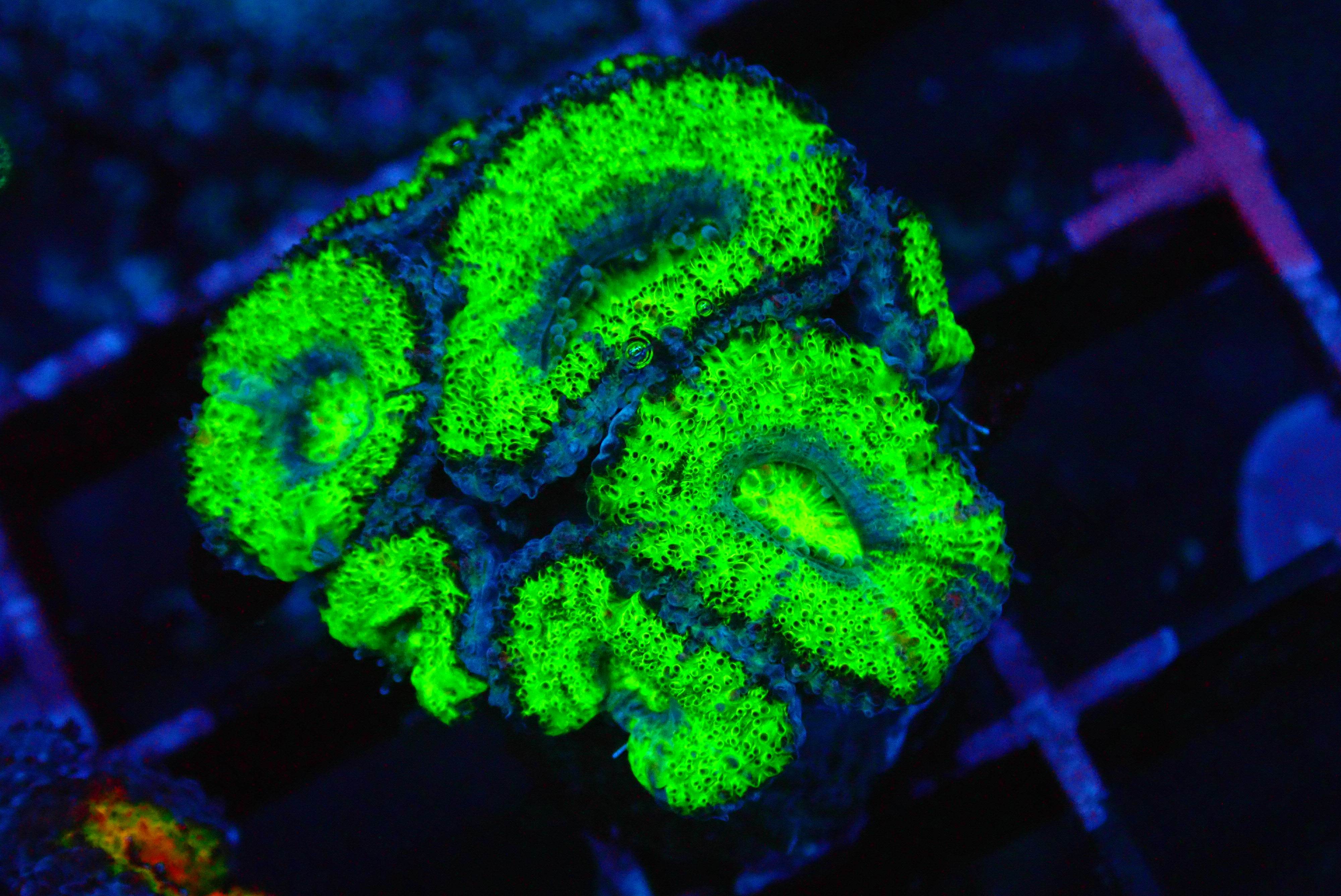 PRIVATE SALE RAGER'S REEF 5-30-25