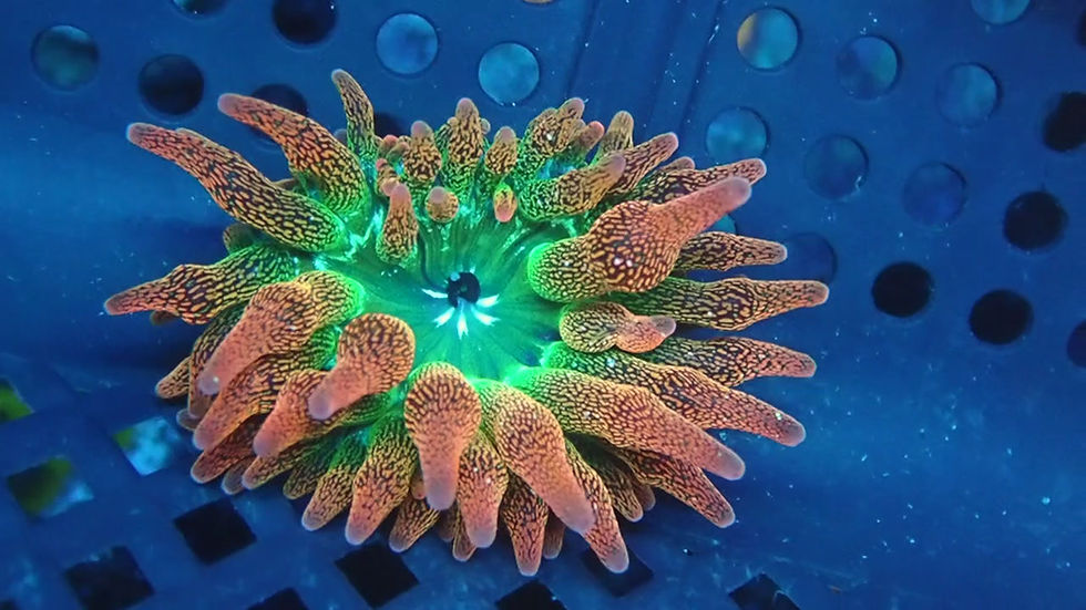 Thumbnail: PRIVATE SALE SETH 5-30-25