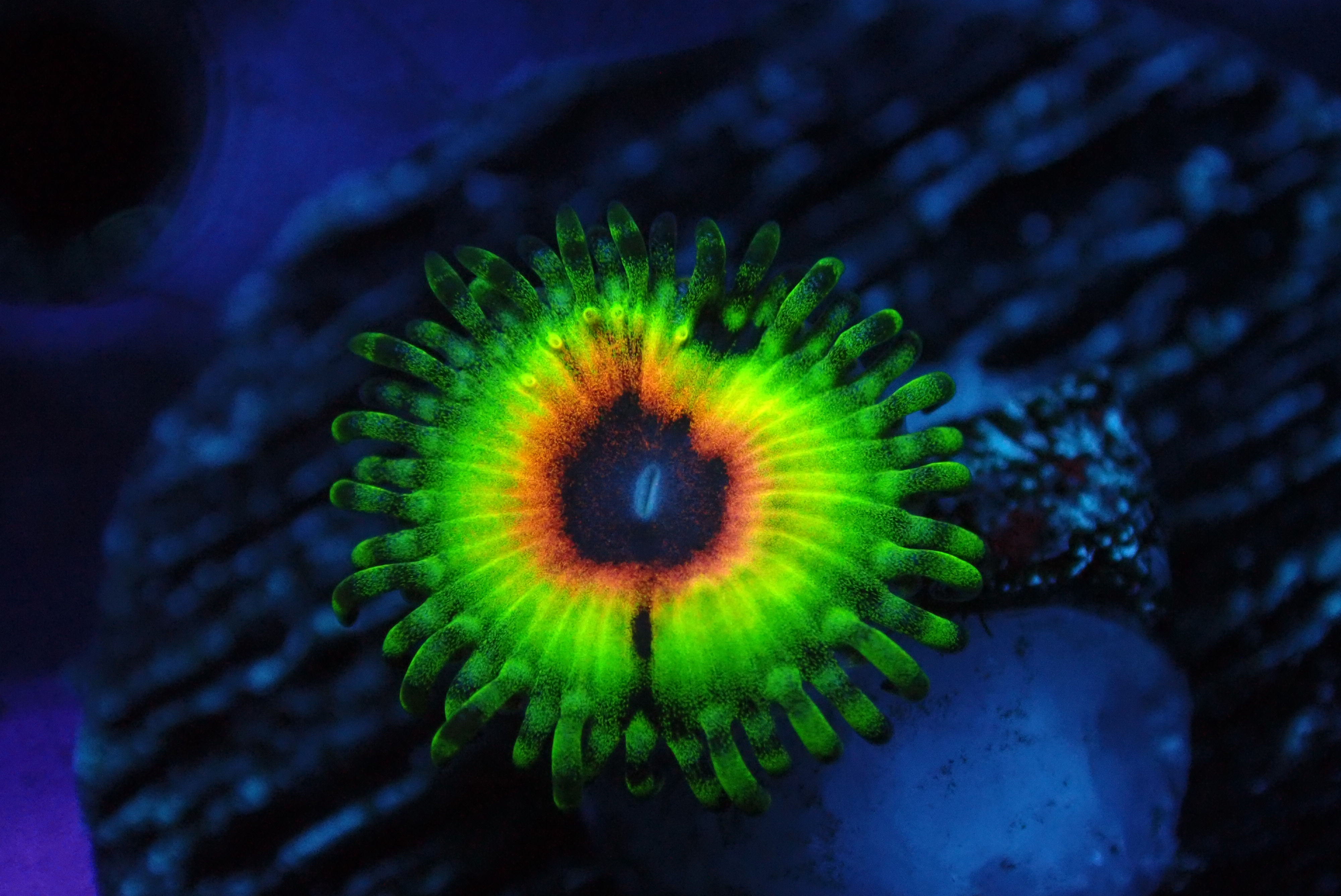 PRIVATE SALE HAPPYREEF 9-25-25