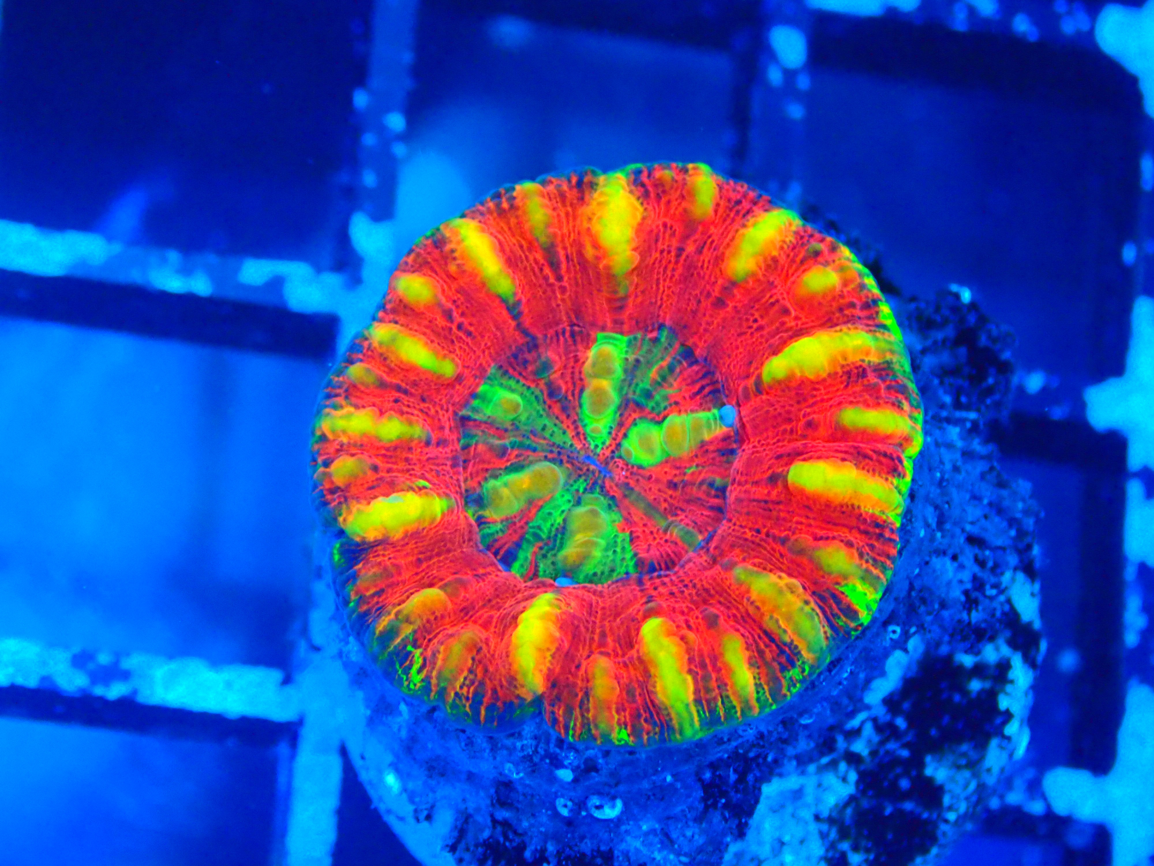 INSANE SCOLY FB CONTEST