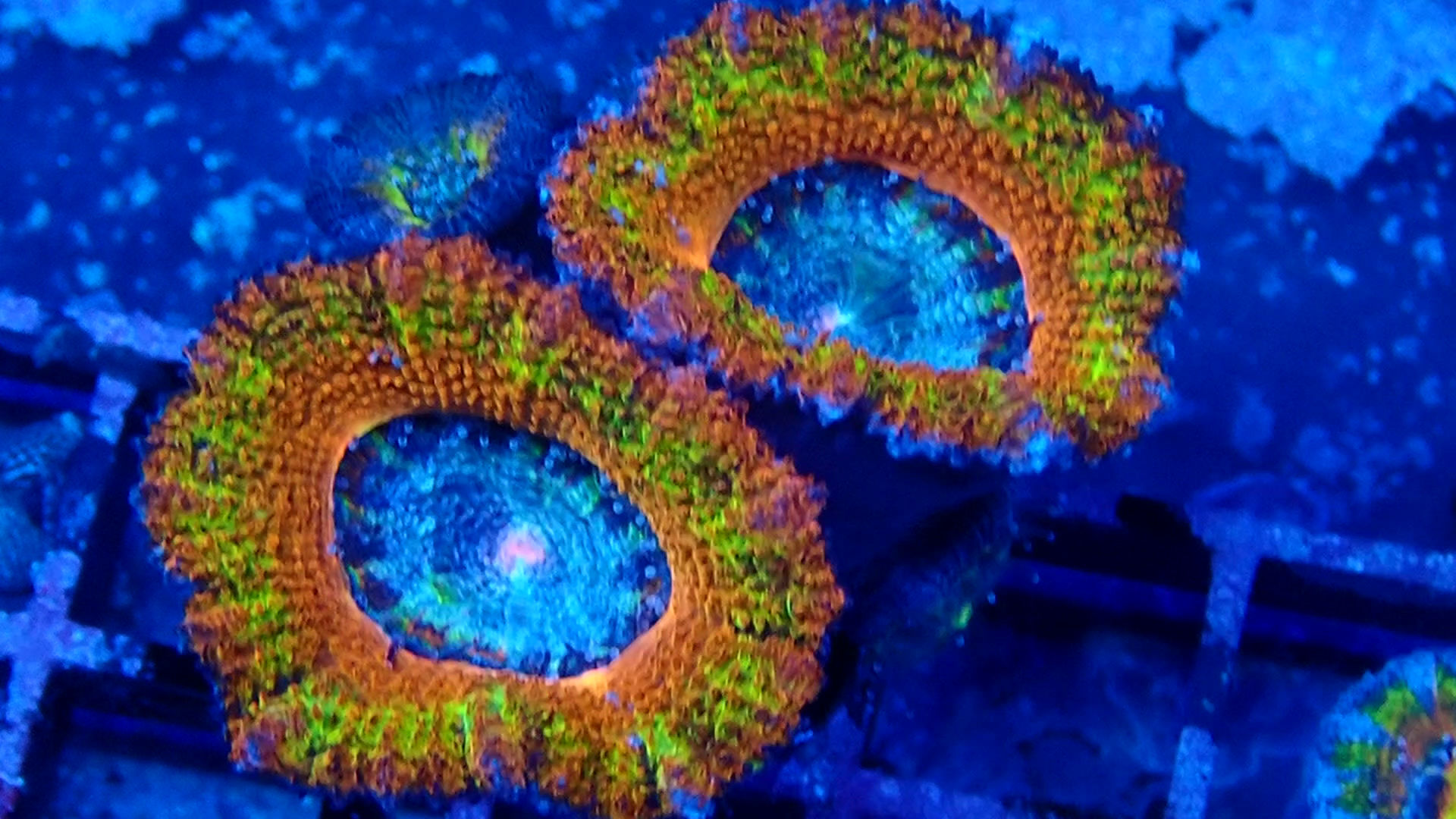 CHICAGO TOUR MIKAEL LB 1-2-26