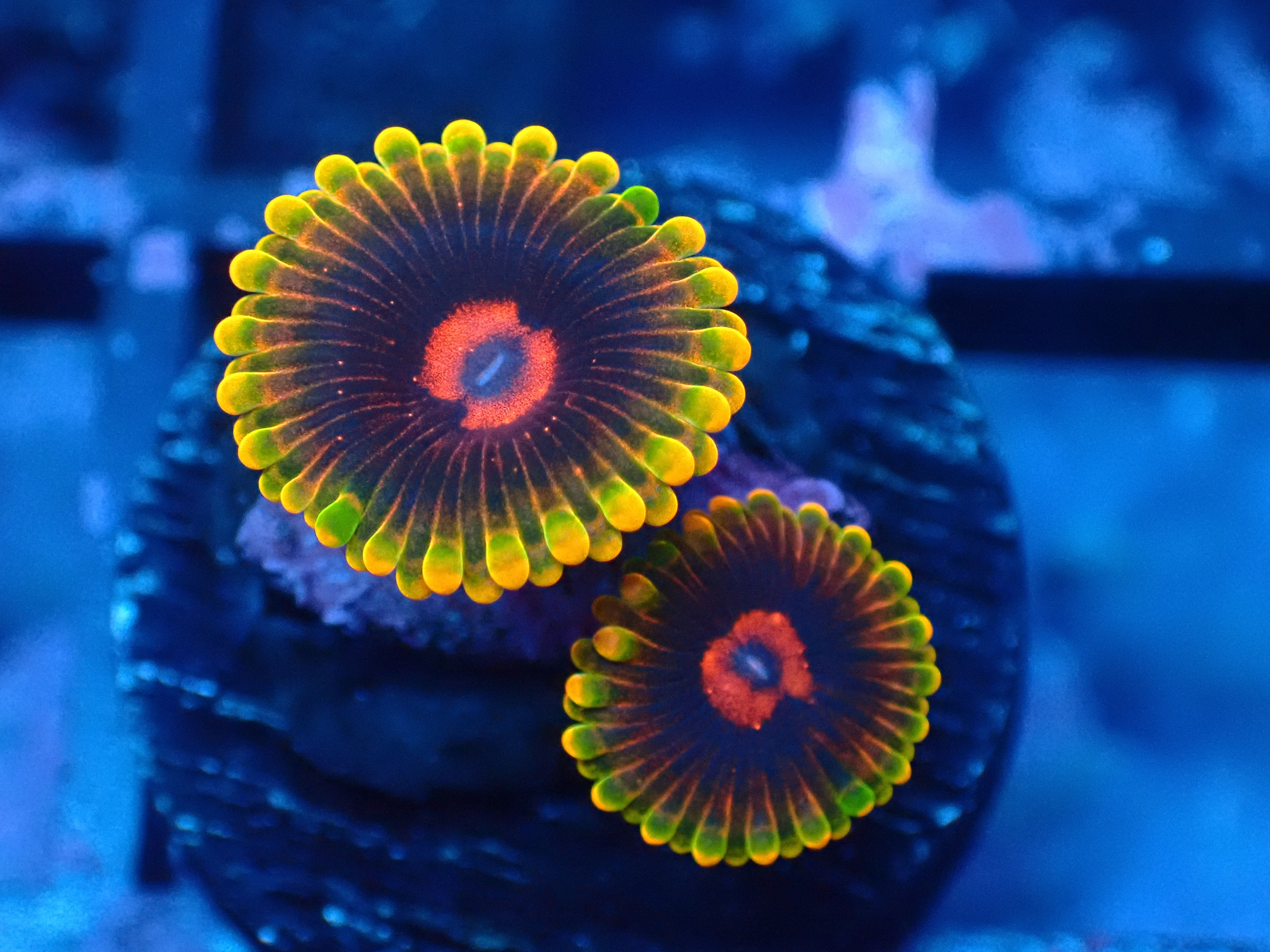 🧠 JEDI MIND TRICK ZOAS 🧠