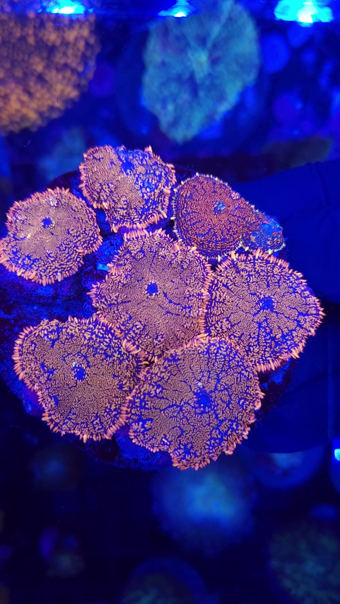 PRIVATE SALE ANI 10-5-25