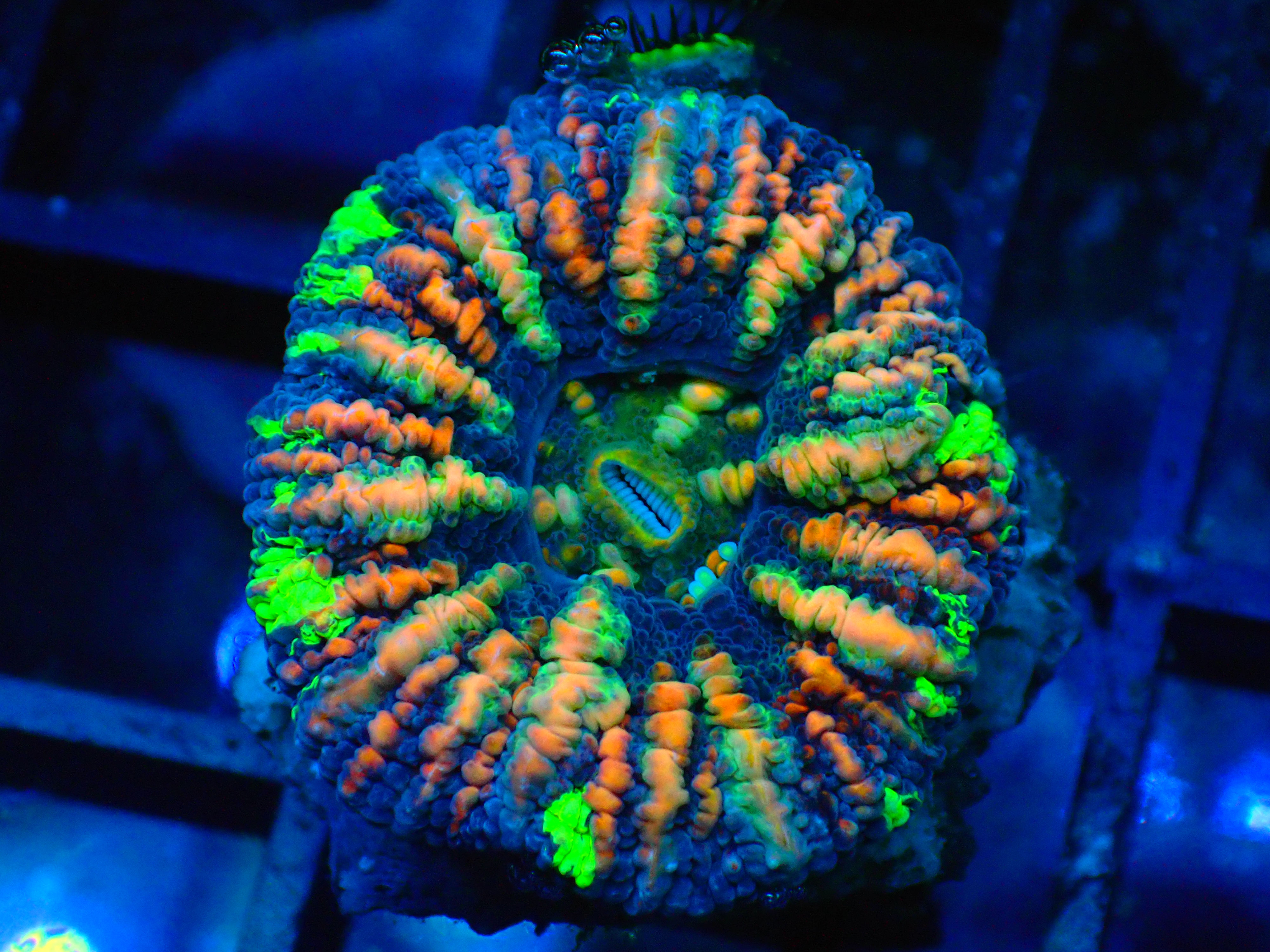 PRIVATE SALE IVAN 8-28-25