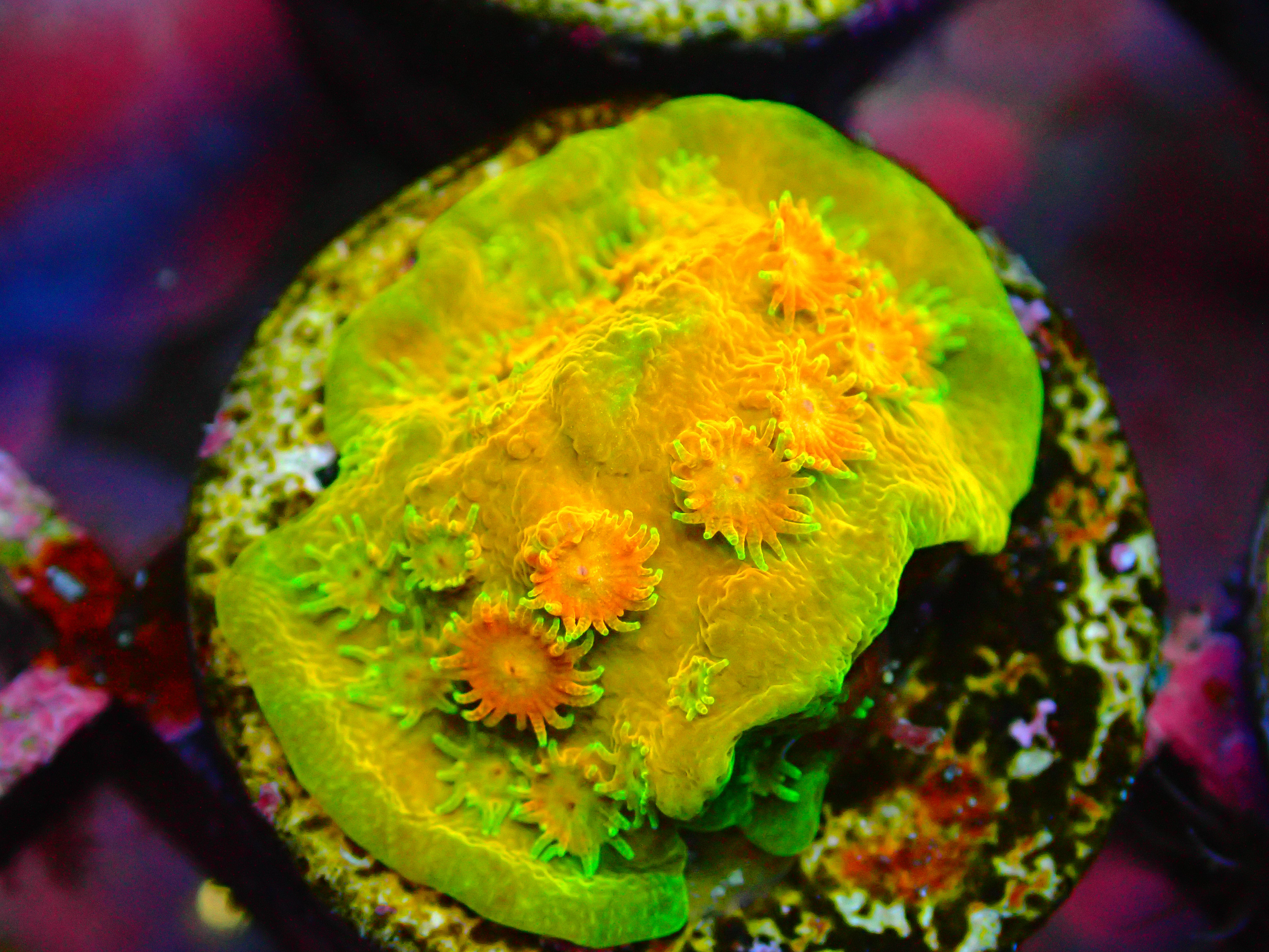 MIKE ARTHUR-LIVE AUCTION DO NOT BUY