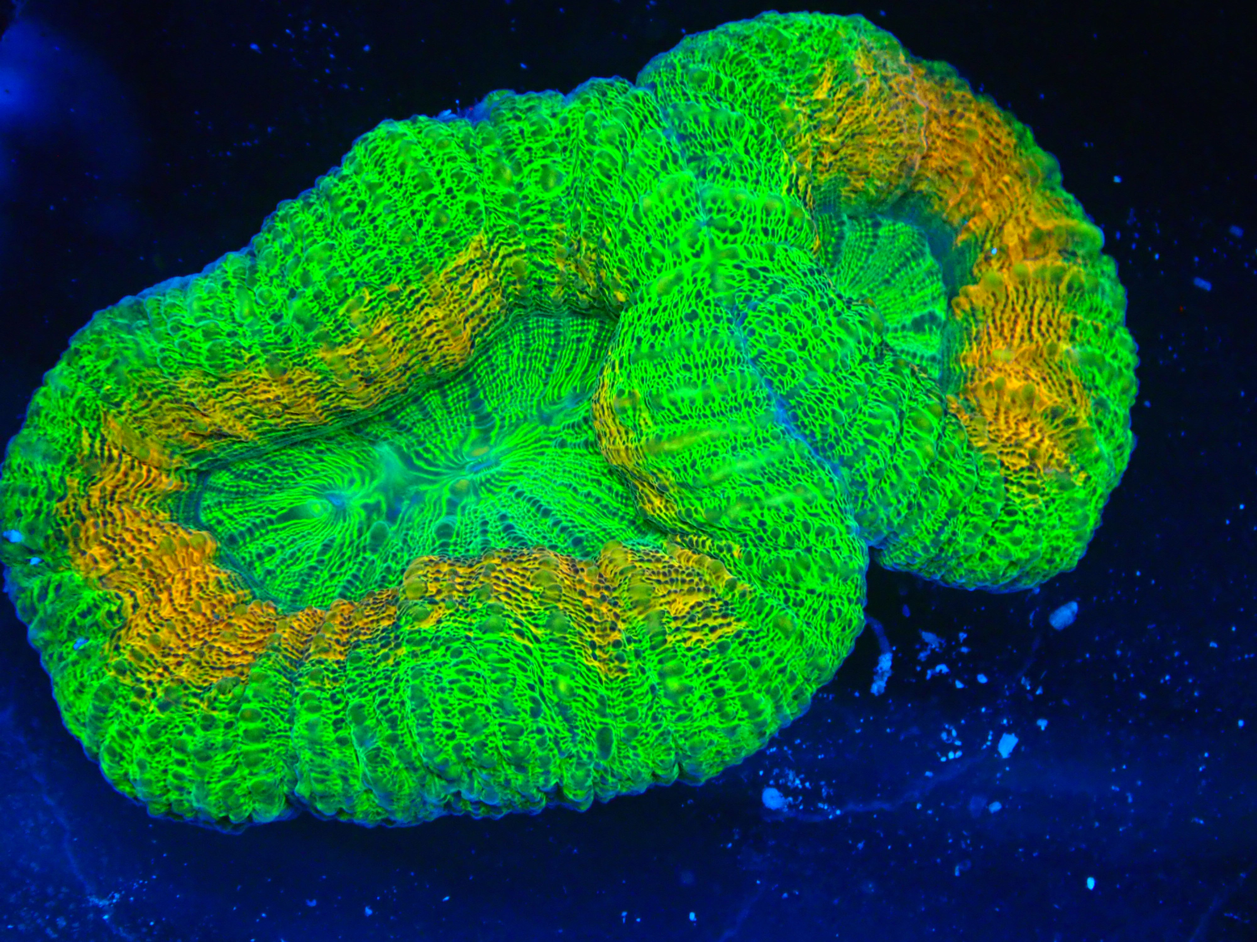 FACEBOOK CONTEST LOBO