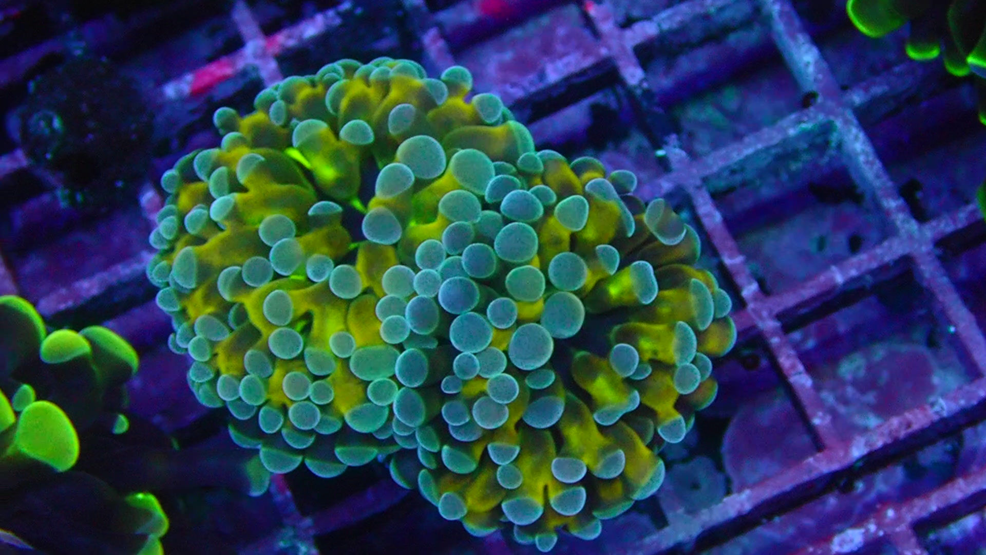 PRIVATE SALE KENNY B 12-28-25