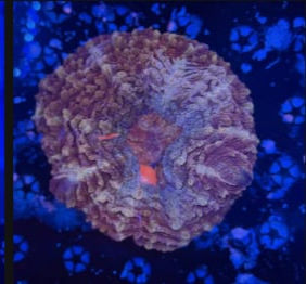 Thumbnail: JB1 ELITE - 1-5-26 PART 2