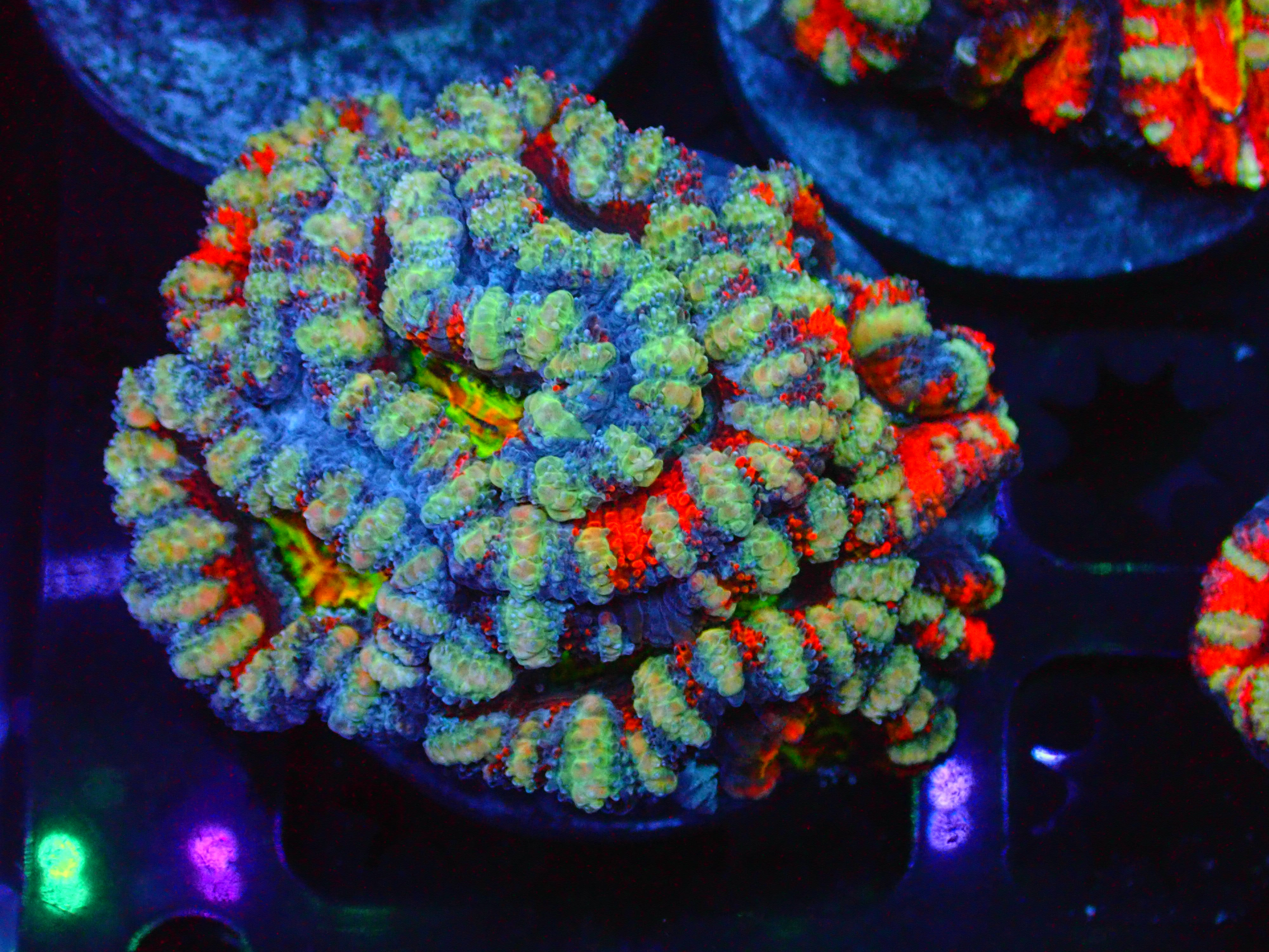 PRIVATE SALE MIKEY C