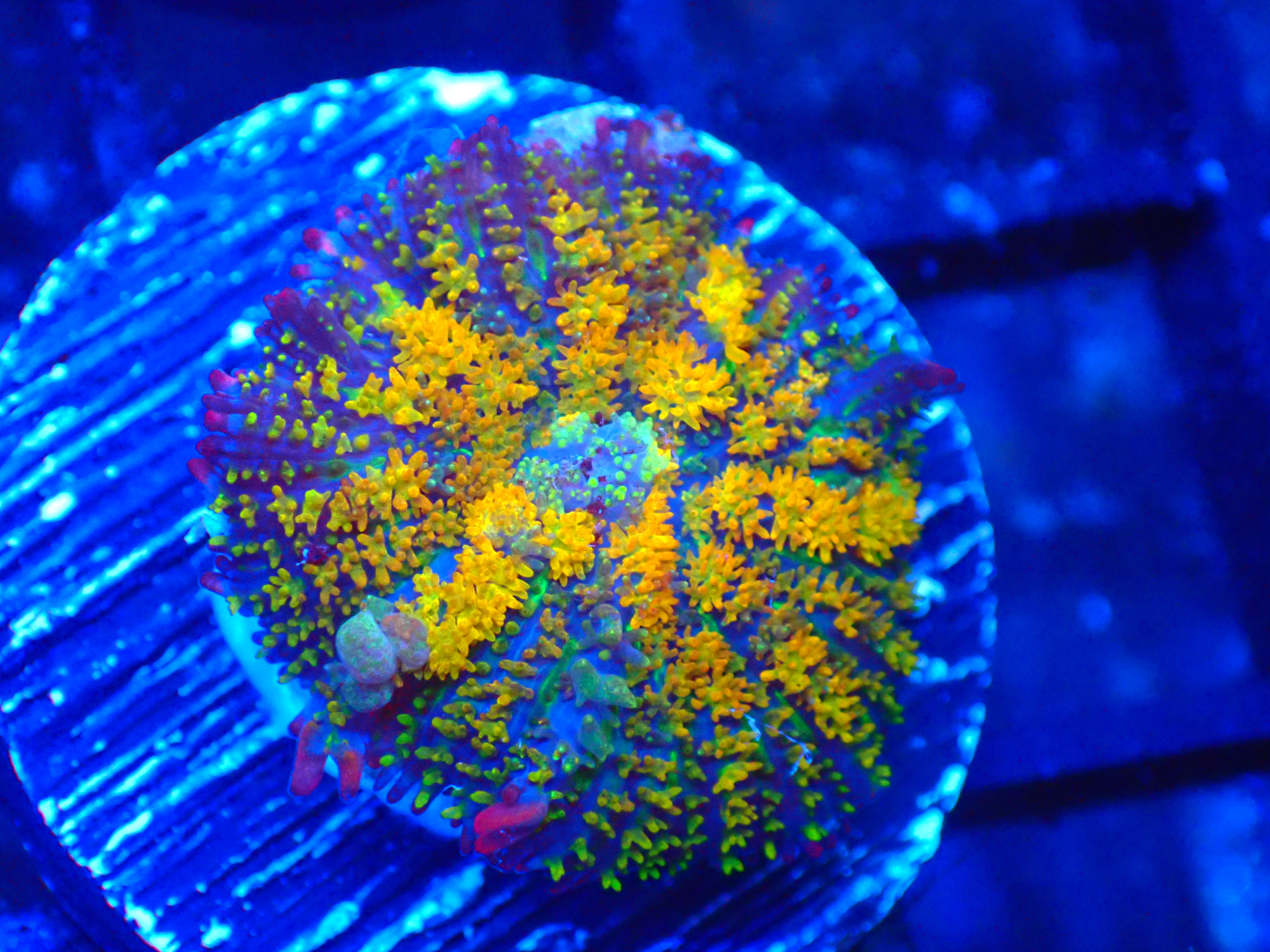 PRIVATE SALE NATHAN S 9-11-25