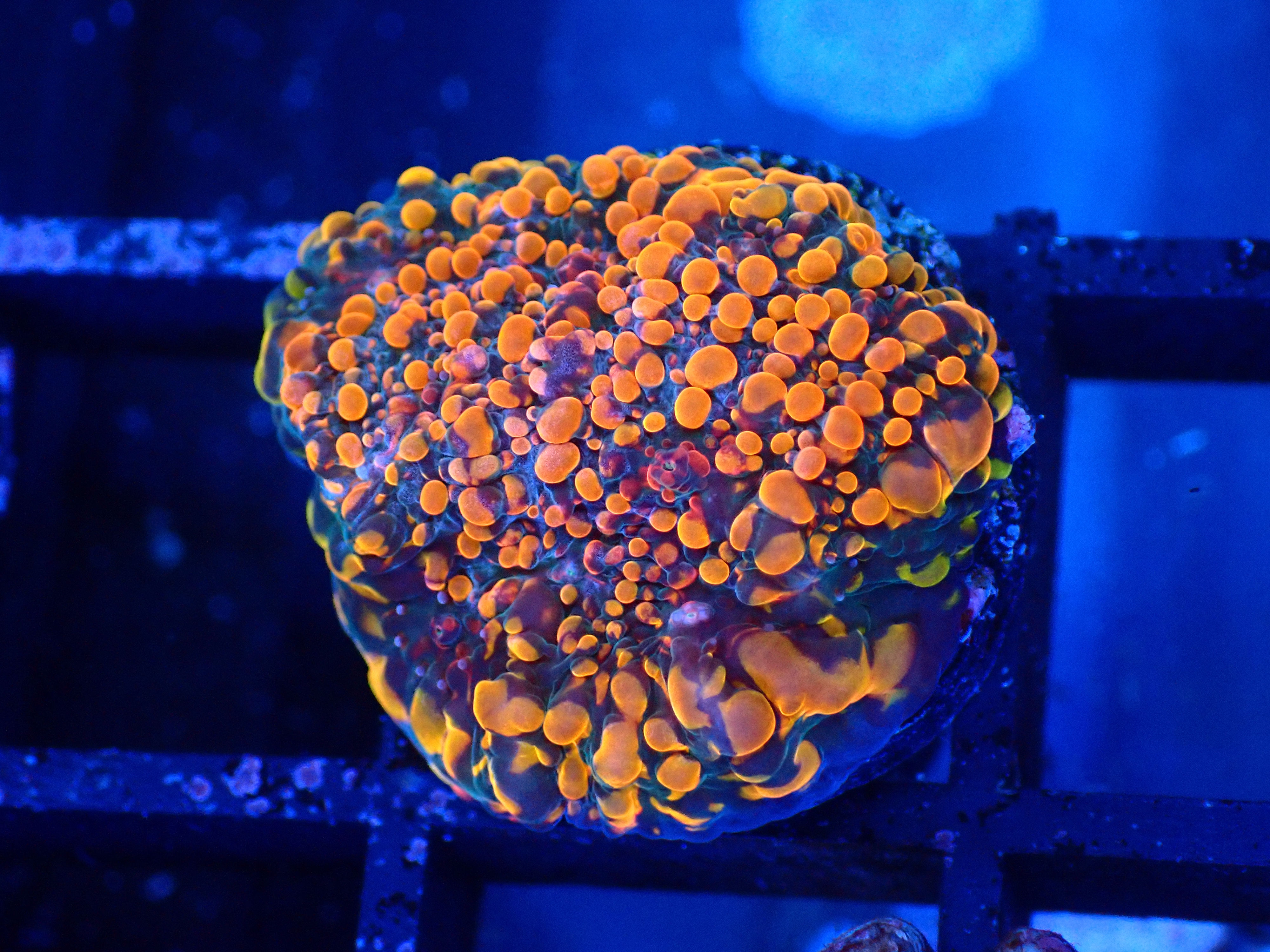 PRIVATE SALE JOSE B 9-7-25