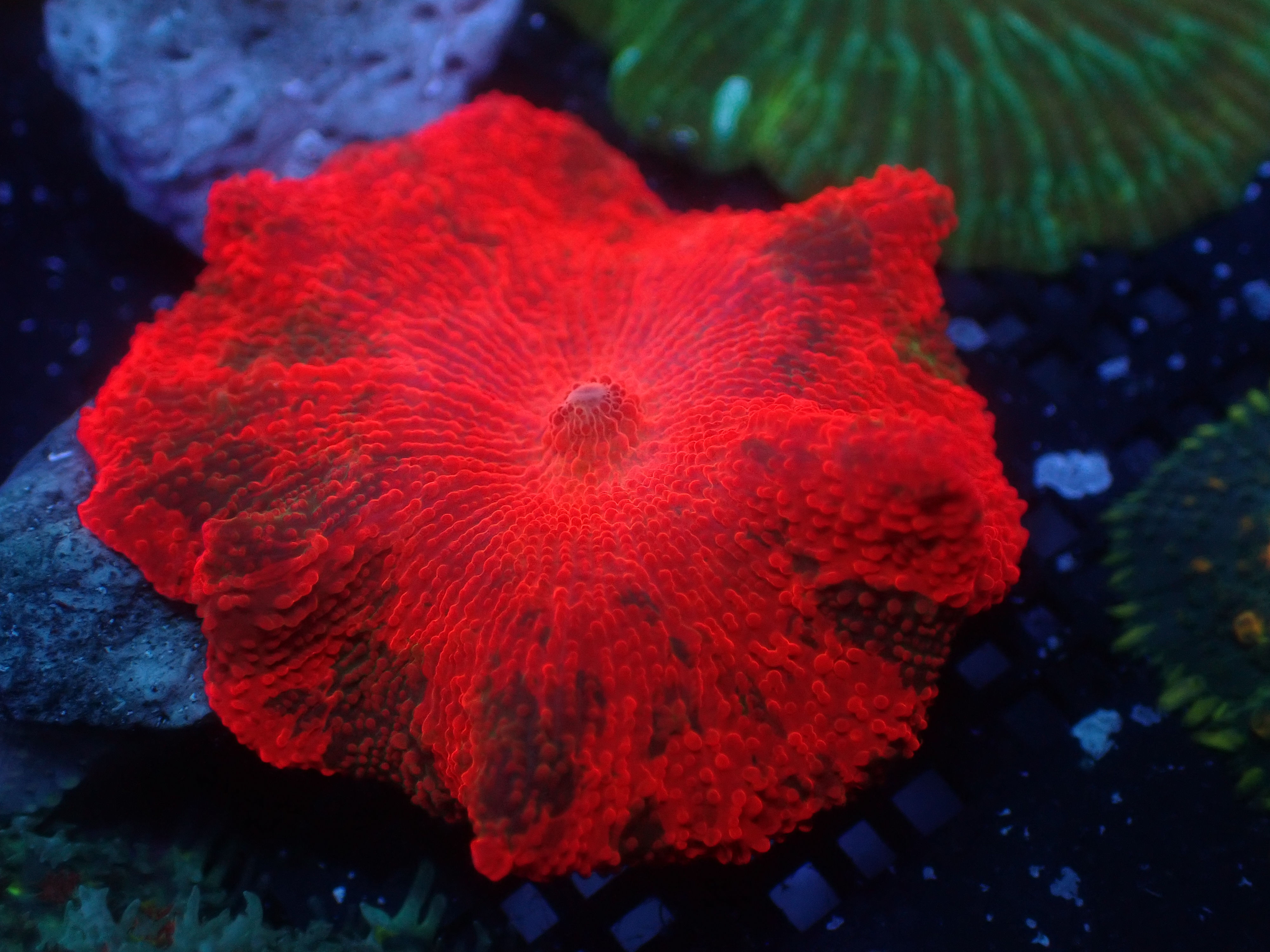 PRIVATE SALE HAPPYSREEF 10-24-25