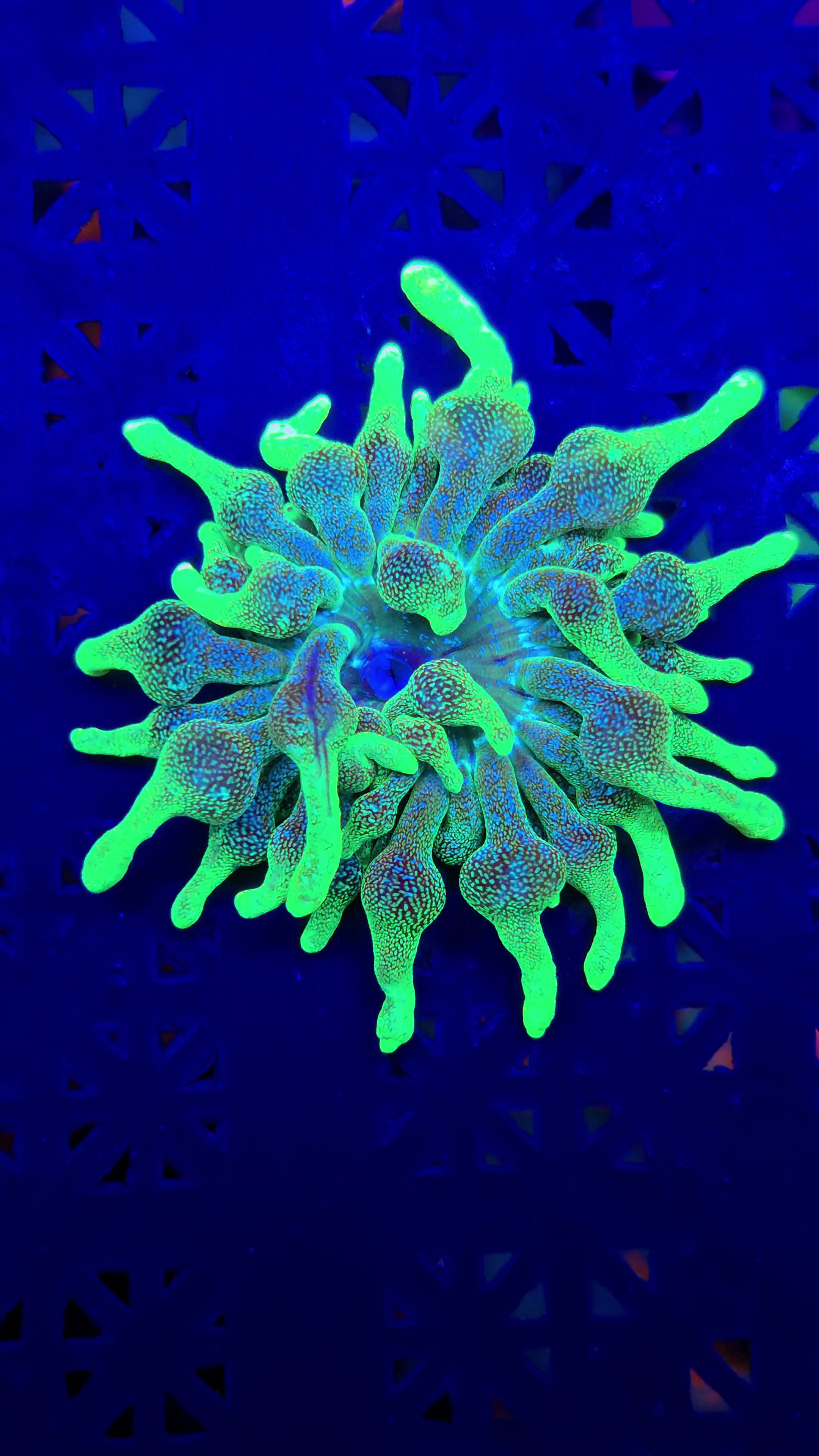 🥝💥 KIWI BURST BUBBLE TIP ANEMONE 💥🥝