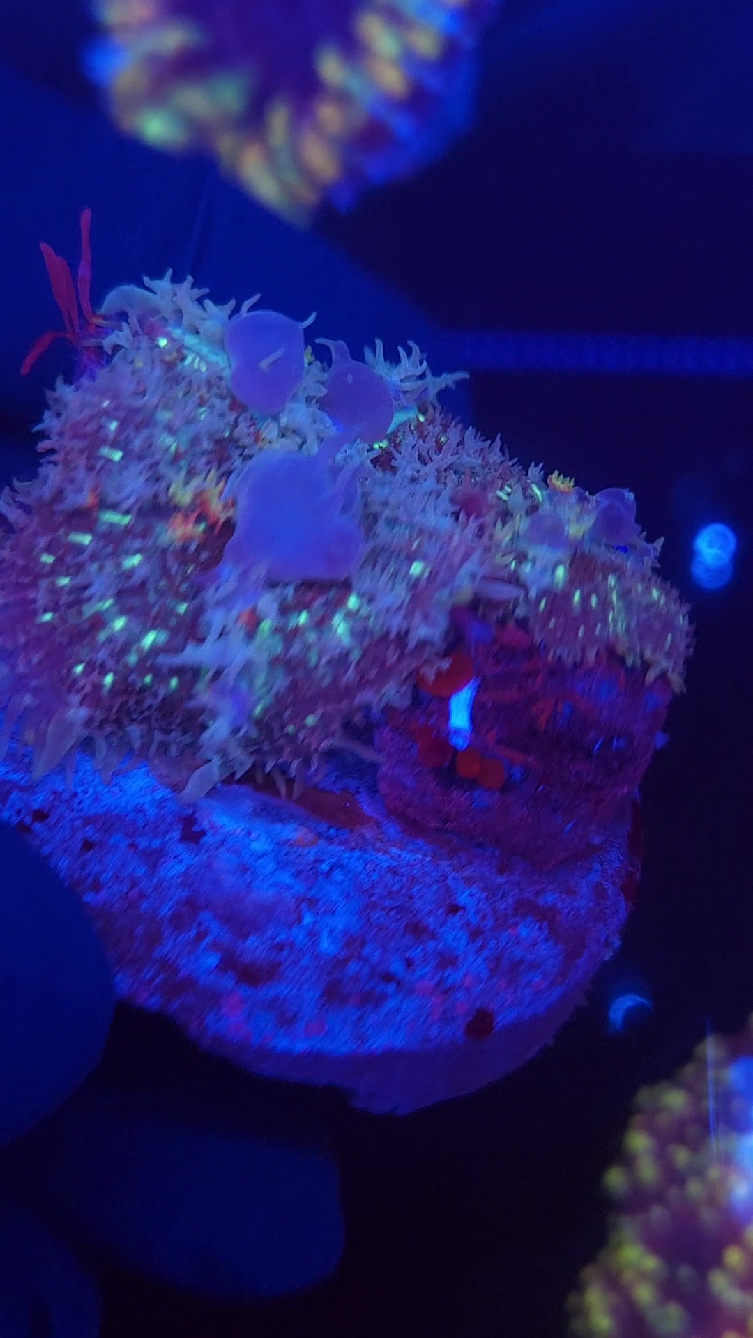 PRIVATE SALE JESSICA PL 10-10-25