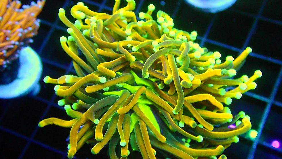 INDO HOLY GRAIL VARIENT - WYSIWYG